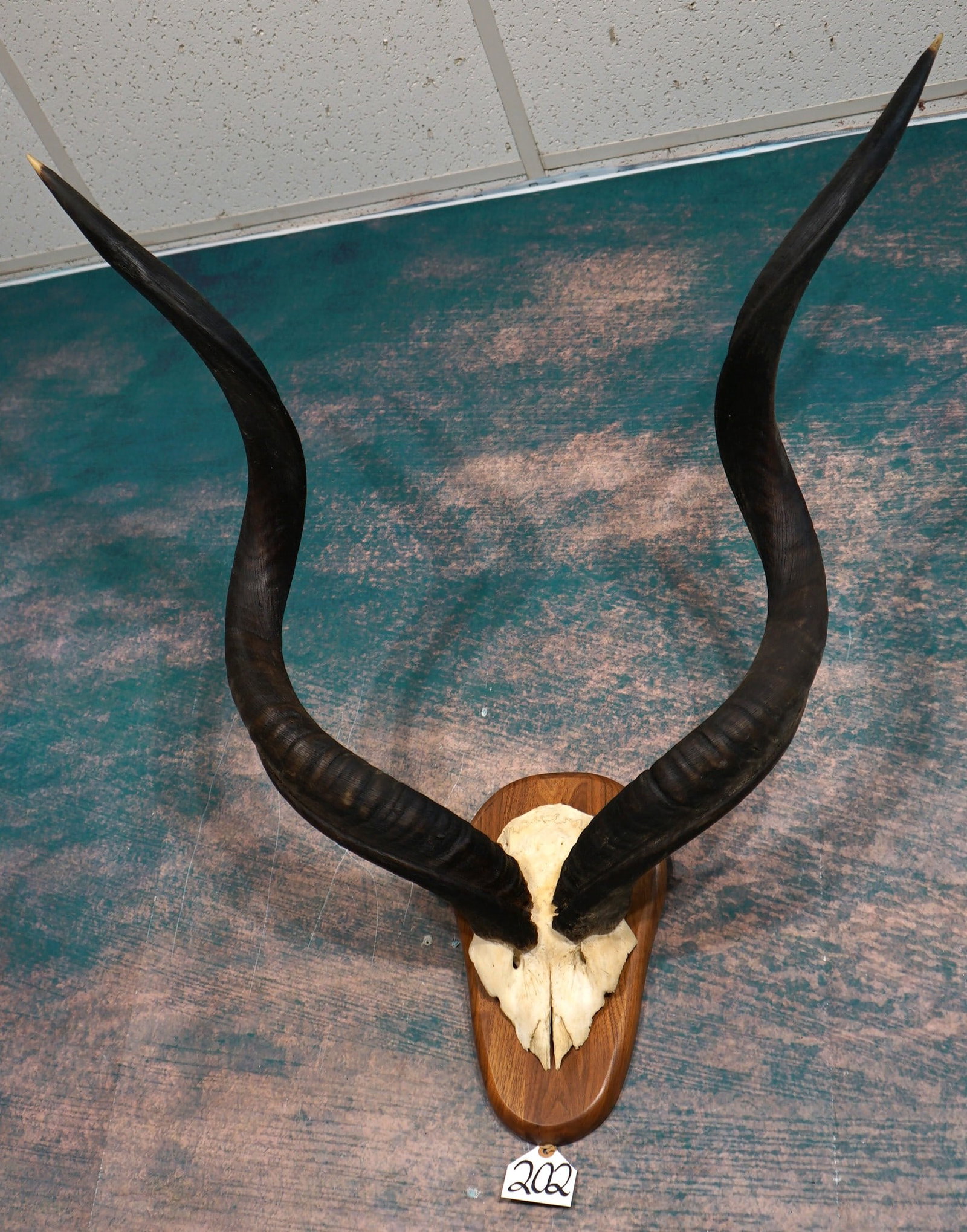 African Kudu Horns on Plaque Taxidermy: These Horns are in excellent condition. The mount will look very nice in any home, office, bar, or cabin.