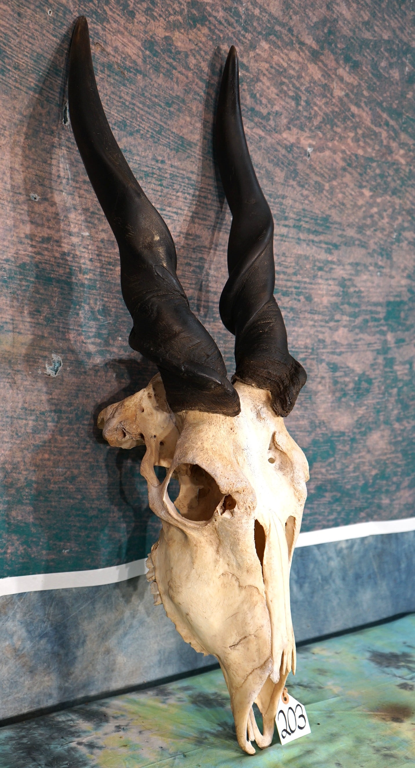 African Livingstone Eland Skull Taxidermy: This Skull is clean and in excellent condition. This is a mature Bull.