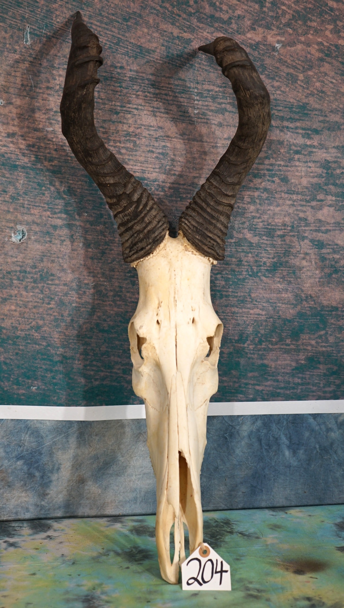 African Red Hartebeest Skull Taxidermy: .