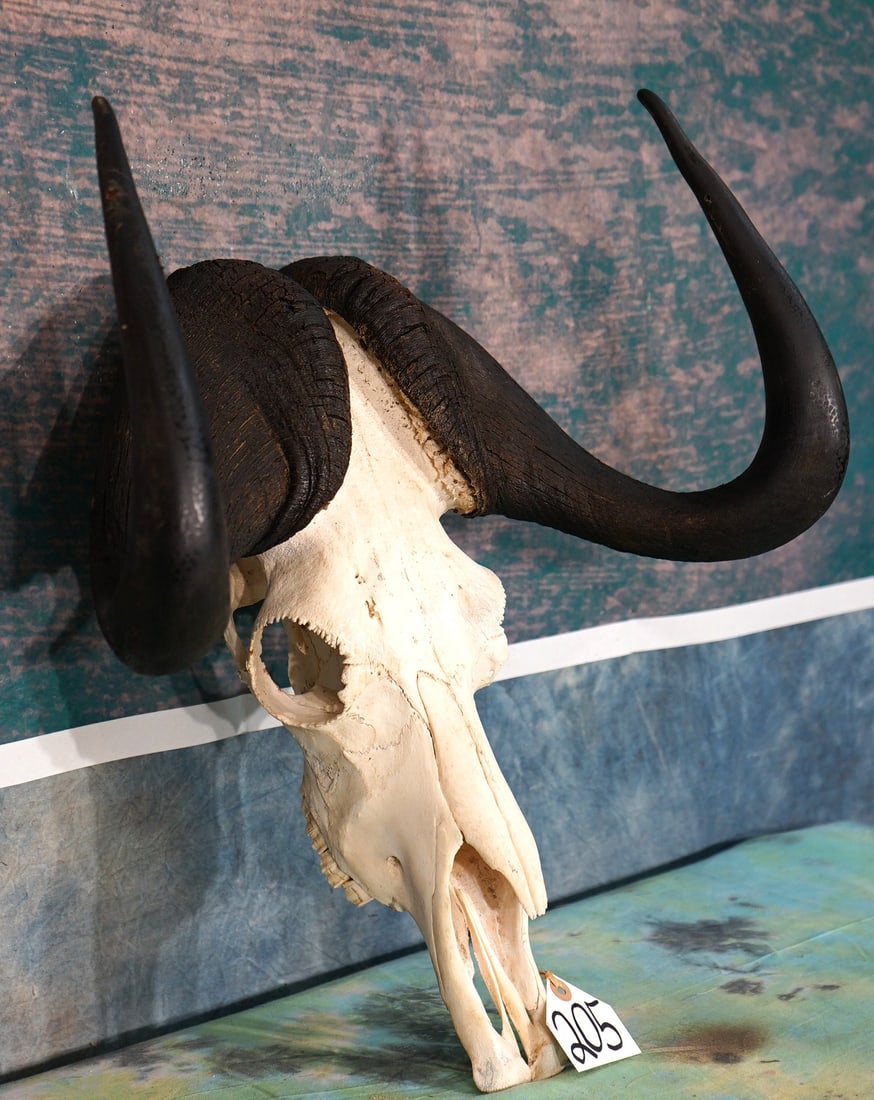 South African Black Wildebeest Skull Taxidermy: This skull is from a large mature Bull. This skull is clean and it is in excellent condition.