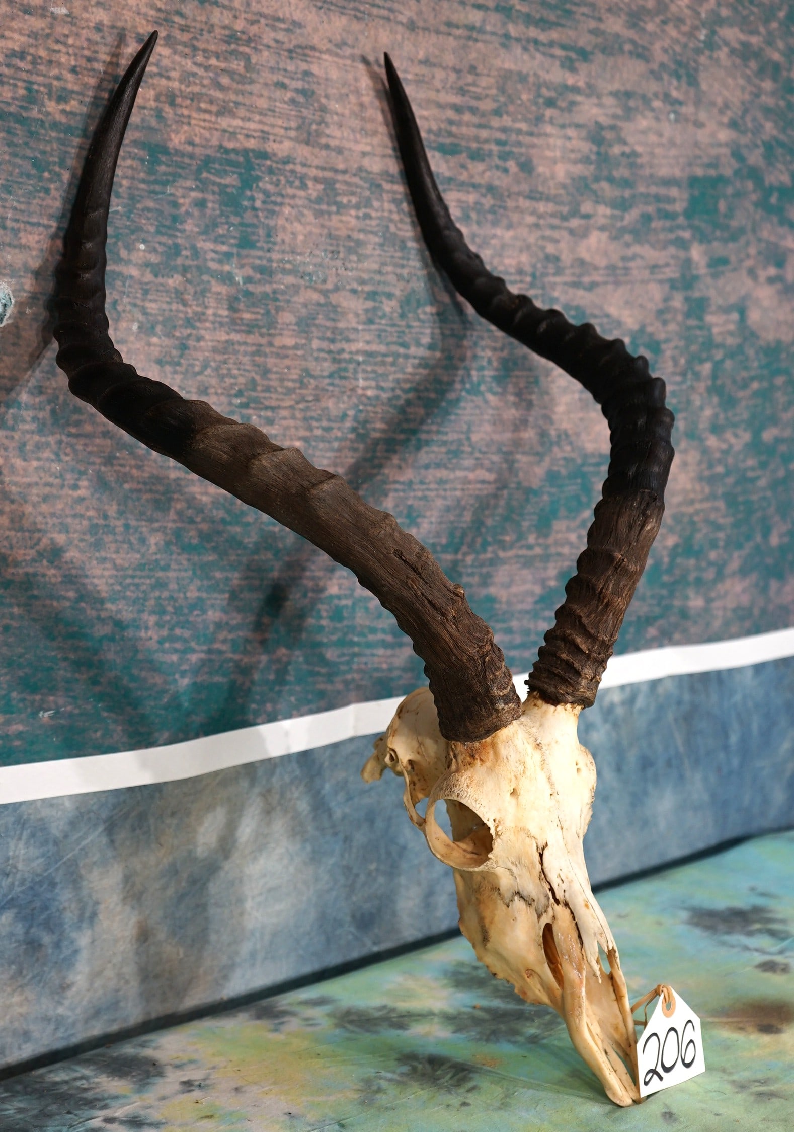 South African Impala Skull Taxidermy: This skull is clean and in excellent condition. The skull is from a good size mature Ram.
