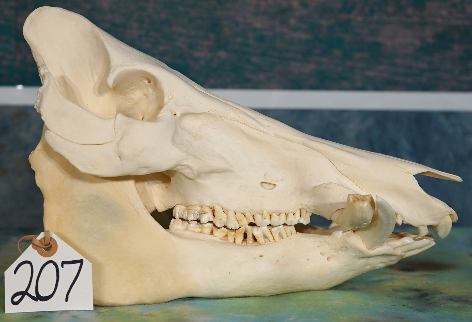 Complete Wild Boar Skull Taxidermy: This skull is clean and it is mint-like condition. The skull has all of its teeth, and it is damage free.