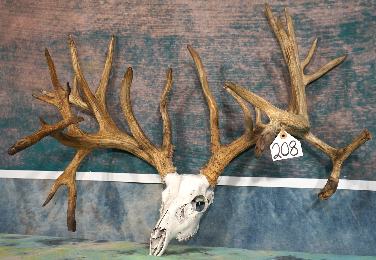 Monster Non-Typical Double Drop 273 4/8" gross Whitetail Deer Skull Taxidermy: This skull is clean and it is in excellent condition. It is a 14 x 13, 27 point. It has double drops with an extra point growing off of each drop tine. We have a score sheet that comes with the skull.