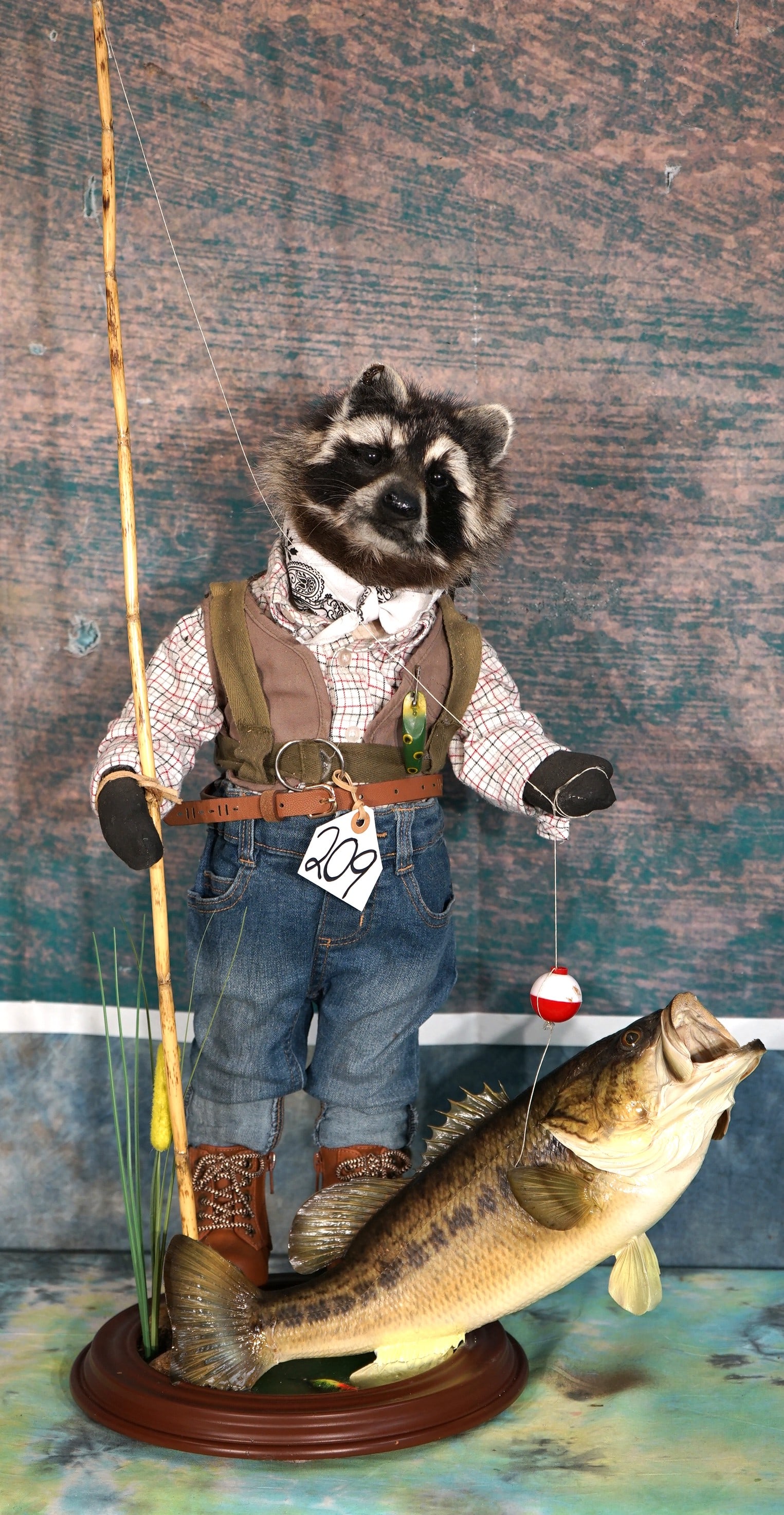 Fishing Raccoon Full Body Novelty Taxidermy Mount: This Raccoon is very happy while just catching himself a nice Largemouth Bass. This is a new mount in mint condition. The taxidermy quality of this mount is excellent and it grade a 10.