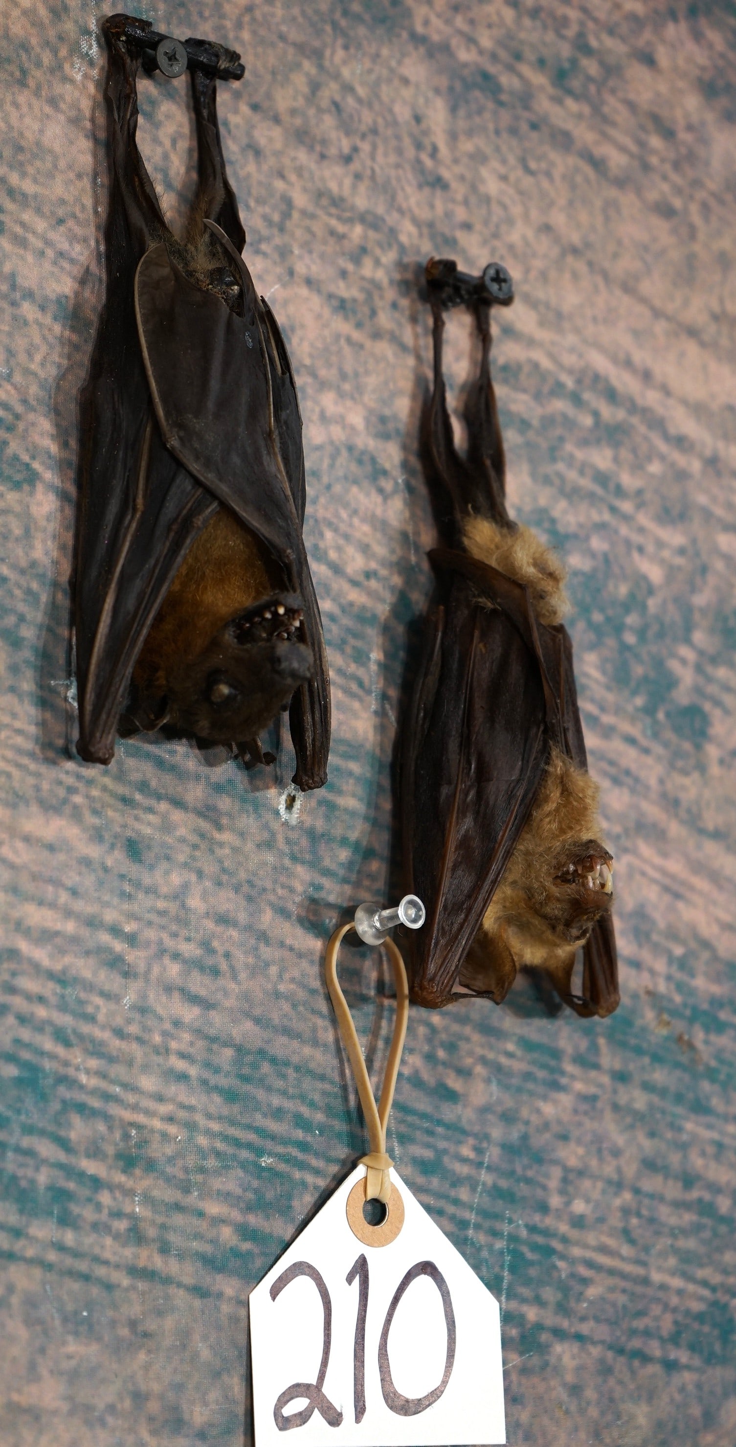 Pair of East Javan Bats from Indonesia Taxidermy Mounts: These two Bats are just hanging around. They are clean and in excellent condition. The taxidermy quality is excellent, and these mounts grade a 9.25.