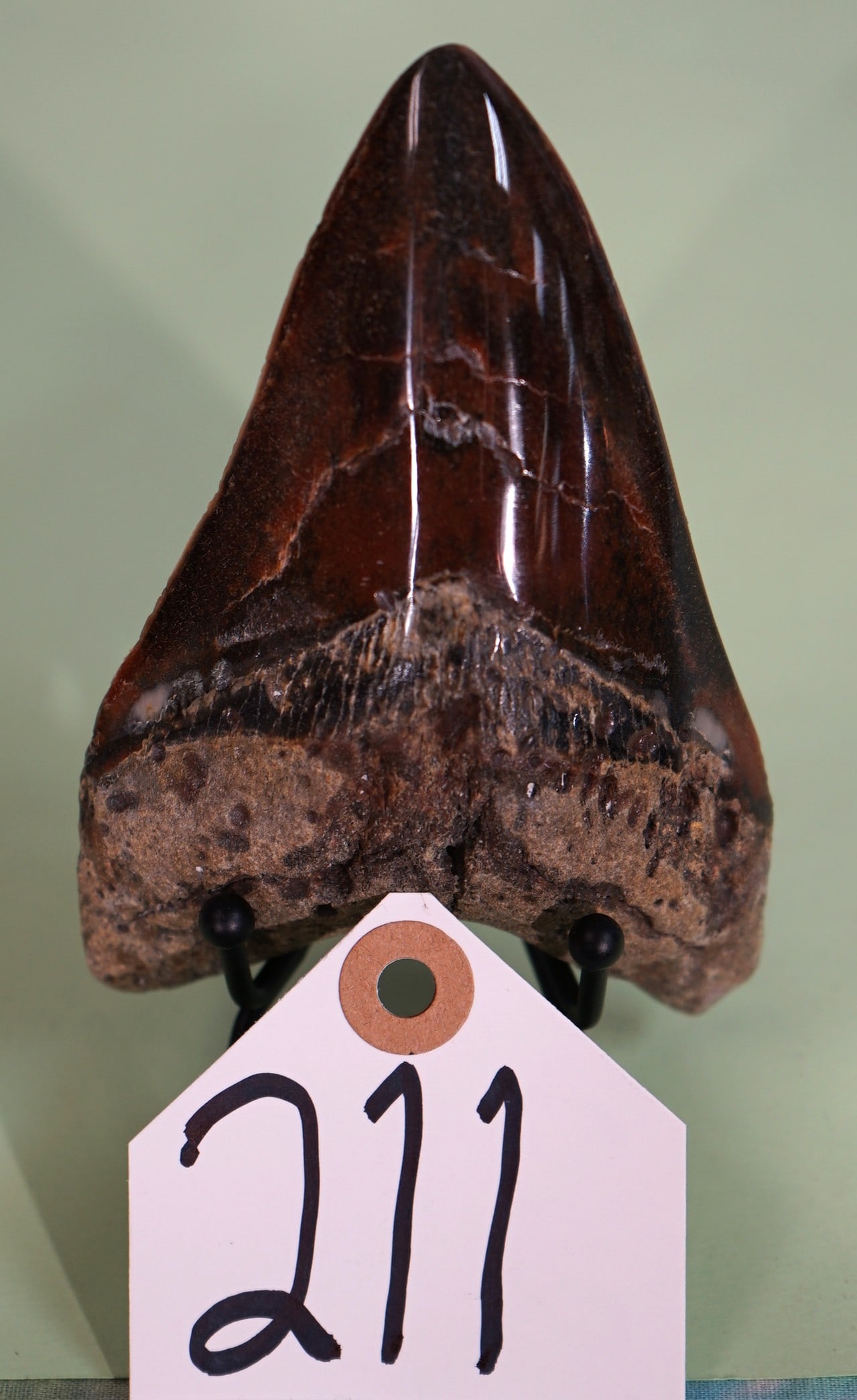 Beautiful Polished Megalodon Prehistoric Shark Fossil Tooth (1 of 3)
