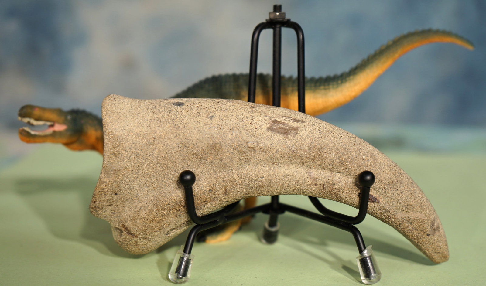 Authentic Suchomimus Dinosaur Fossil Hand Claw (1 of 5)