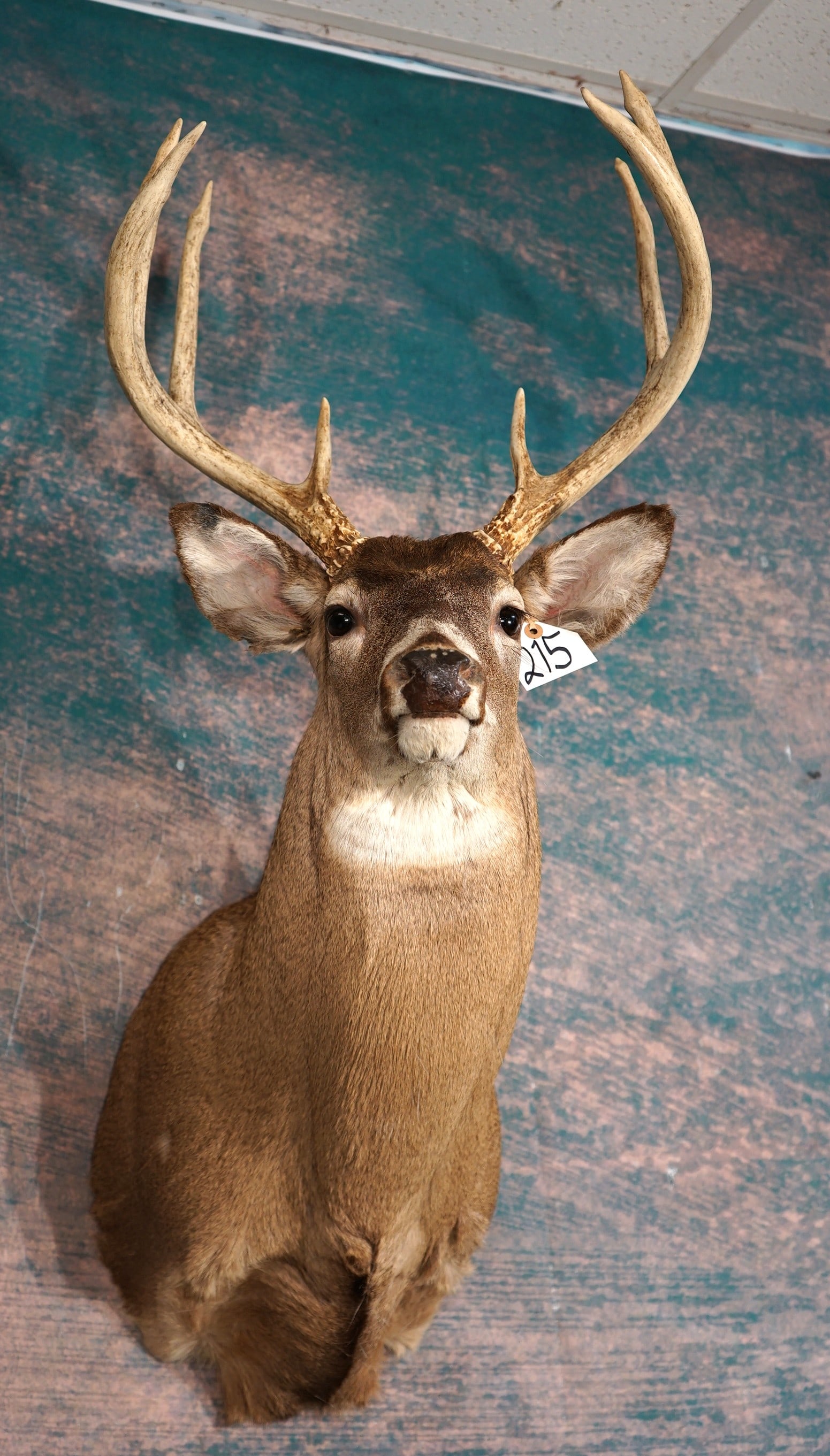 8pt. Indiana Whitetail Deer Shoulder Taxidermy Mount (1 of 3)