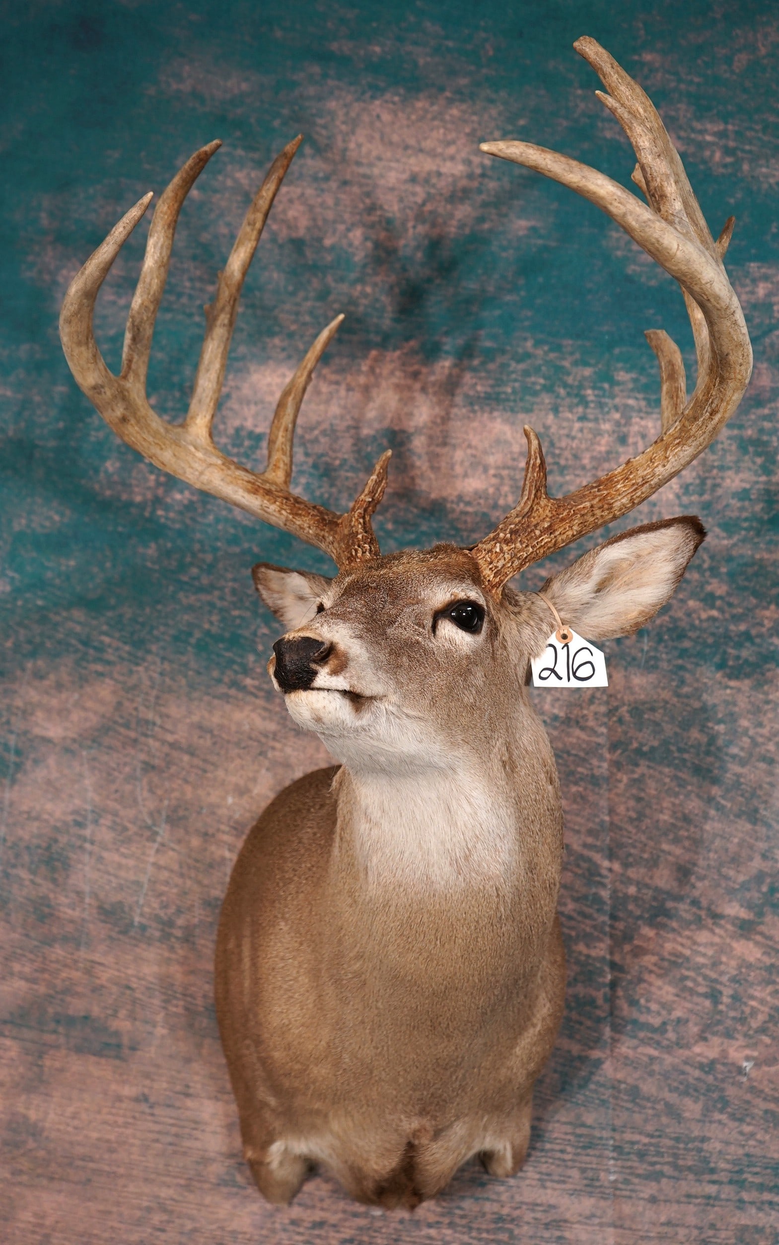 170+ gross 13pt. Whitetail Deer Shoulder Taxidermy Mount: This mount is clean and it is in excellent condition. This is a Record Class Buck. The Deer has good expression, with excellent quality taxidermy. This mount grades a very nice 9.25.