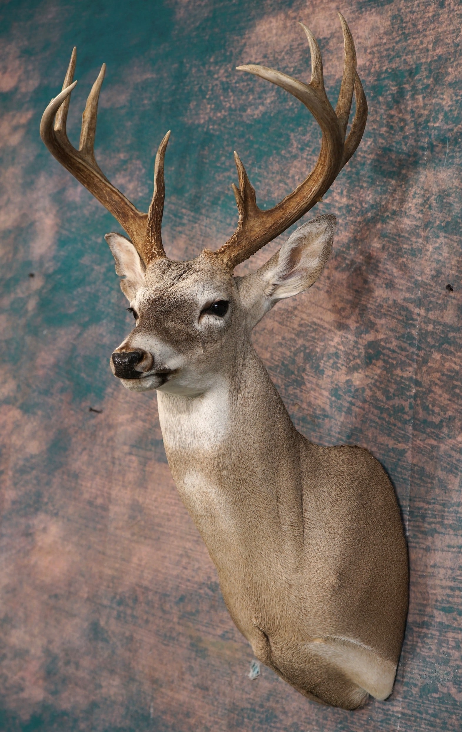 10pt. Whitetail Deer Shoulder Taxidermy Mount: This mount is clean and it is in excellent condition. The mount has a lifelike alert expression. The taxidermy quality is excellent, and this mount grades a high 9.5.