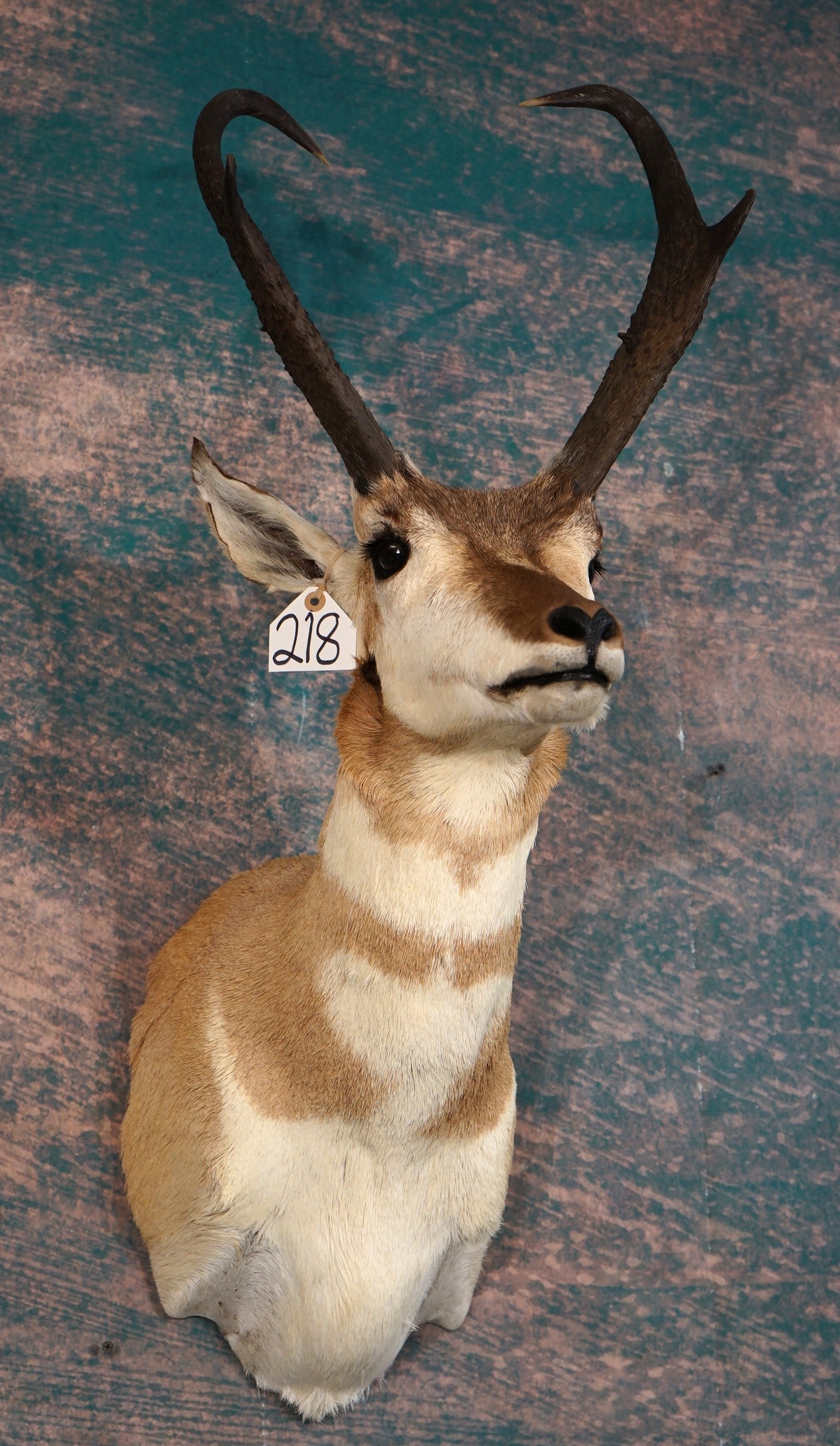 B & C Awards Book Record Class Pronghorn Antelope Shoulder Taxidermy Mount: This mount is clean and it is in excellent condition. The horns on this Buck are 17 1/8" x 17" long. He nets 80 B & C. The taxidermy quality is excellent, and this mount grades a 9.