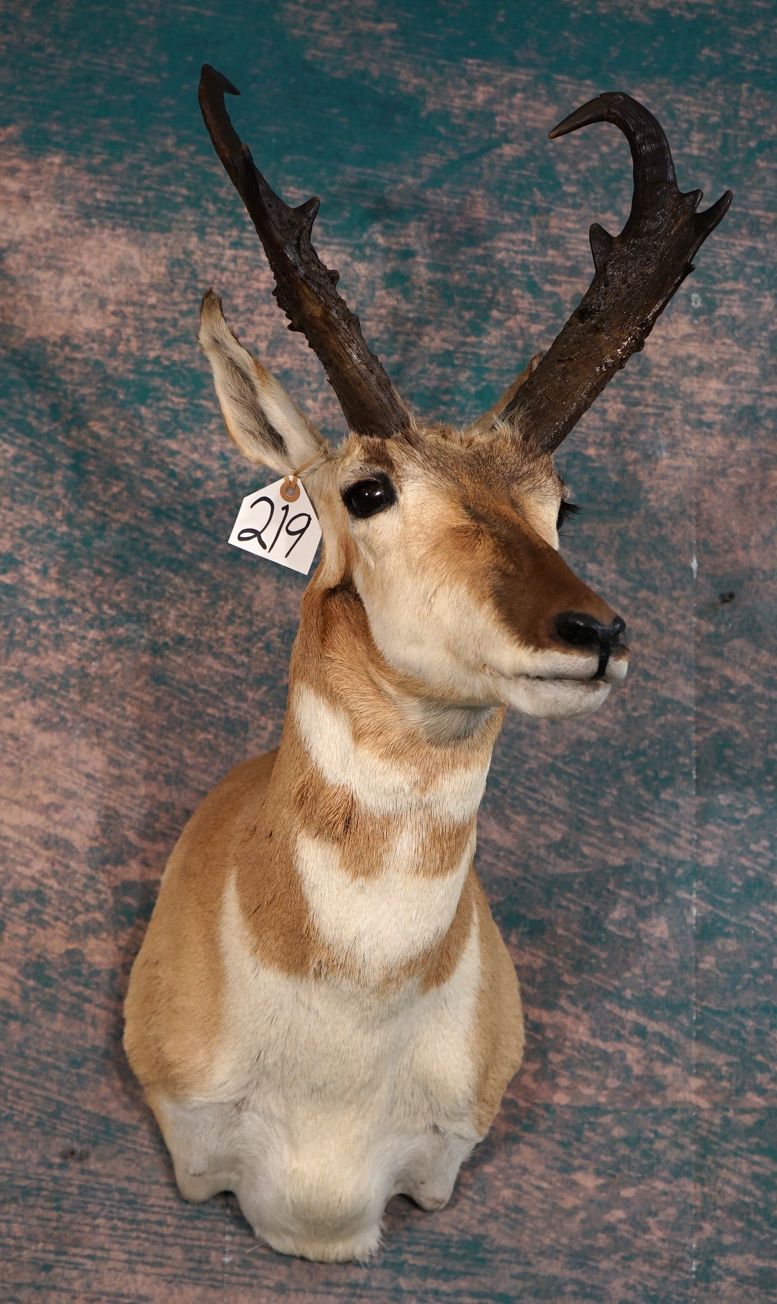Pronghorn Antelope Shoulder Taxidermy Mount (1 of 3)