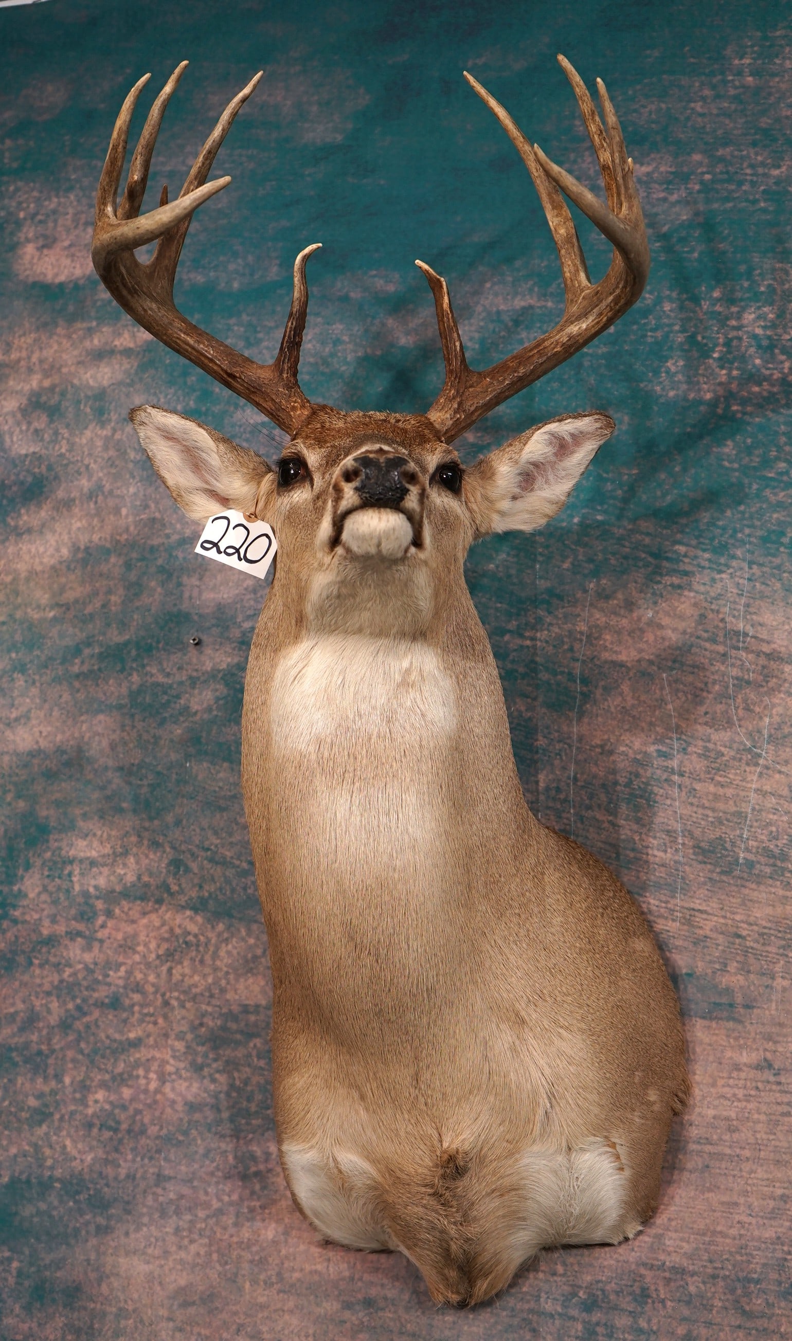 13pt. South Texas Whitetail Deer Shoulder Taxidermy Mount (1 of 4)