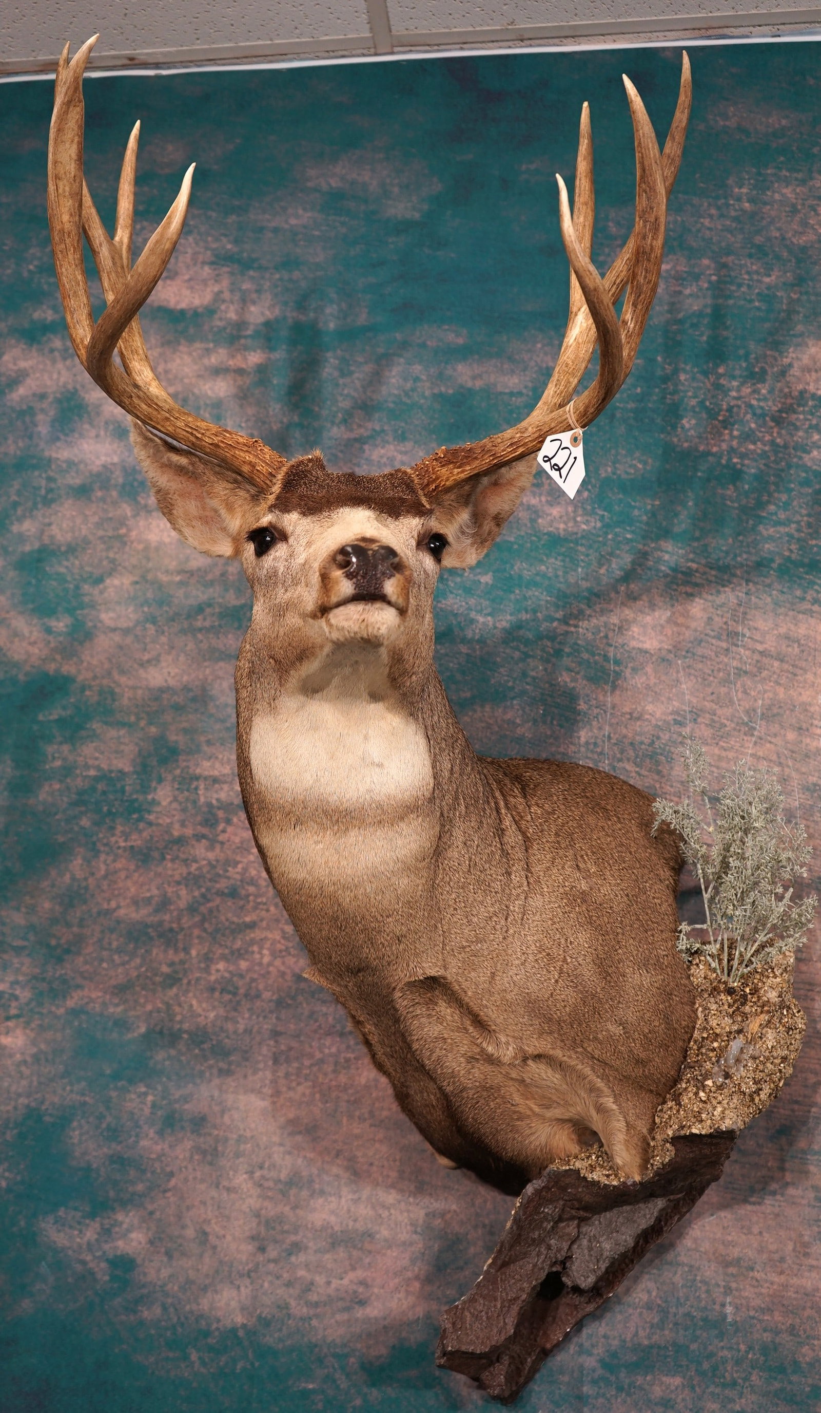 Beautiful Mule Deer Buck Shoulder Taxidermy Mount (1 of 3)