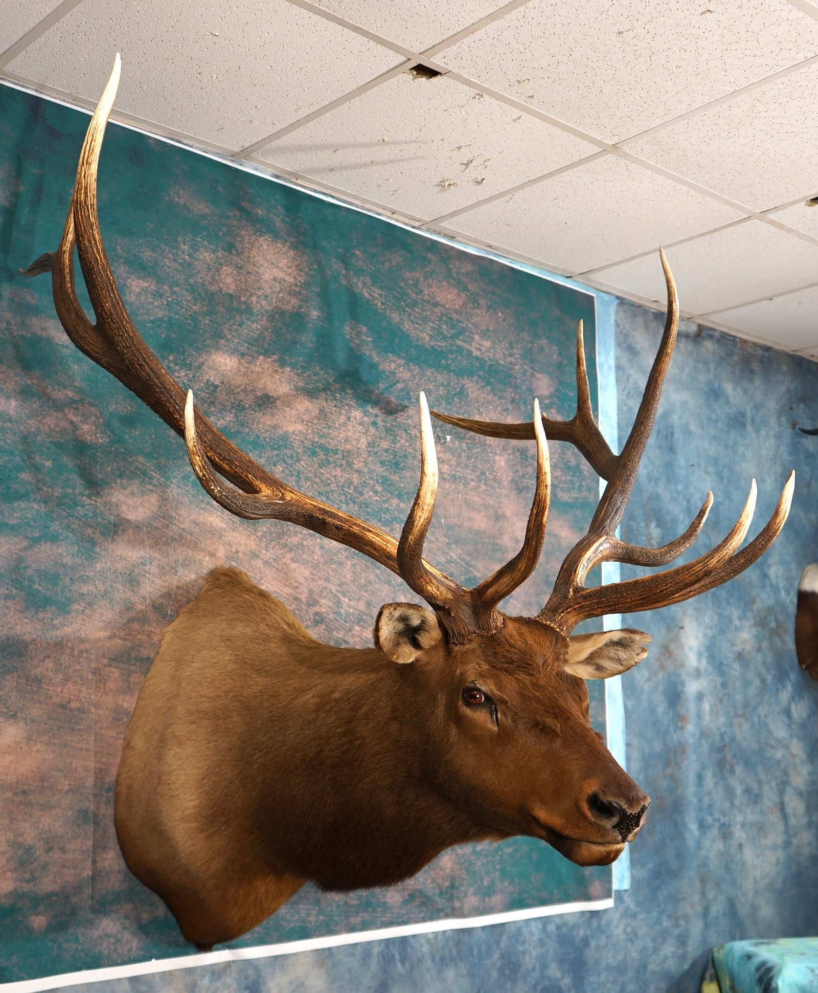 Record Class 375+gross 6 x 6 Alberta Elk Shoulder Taxidermy Mount: This mount is clean and in mint-like condition. The mount is very lifelike with good expression. The Canadian Elk is a true top class trophy. The taxidermy quality is excellent grading a very high 9.5