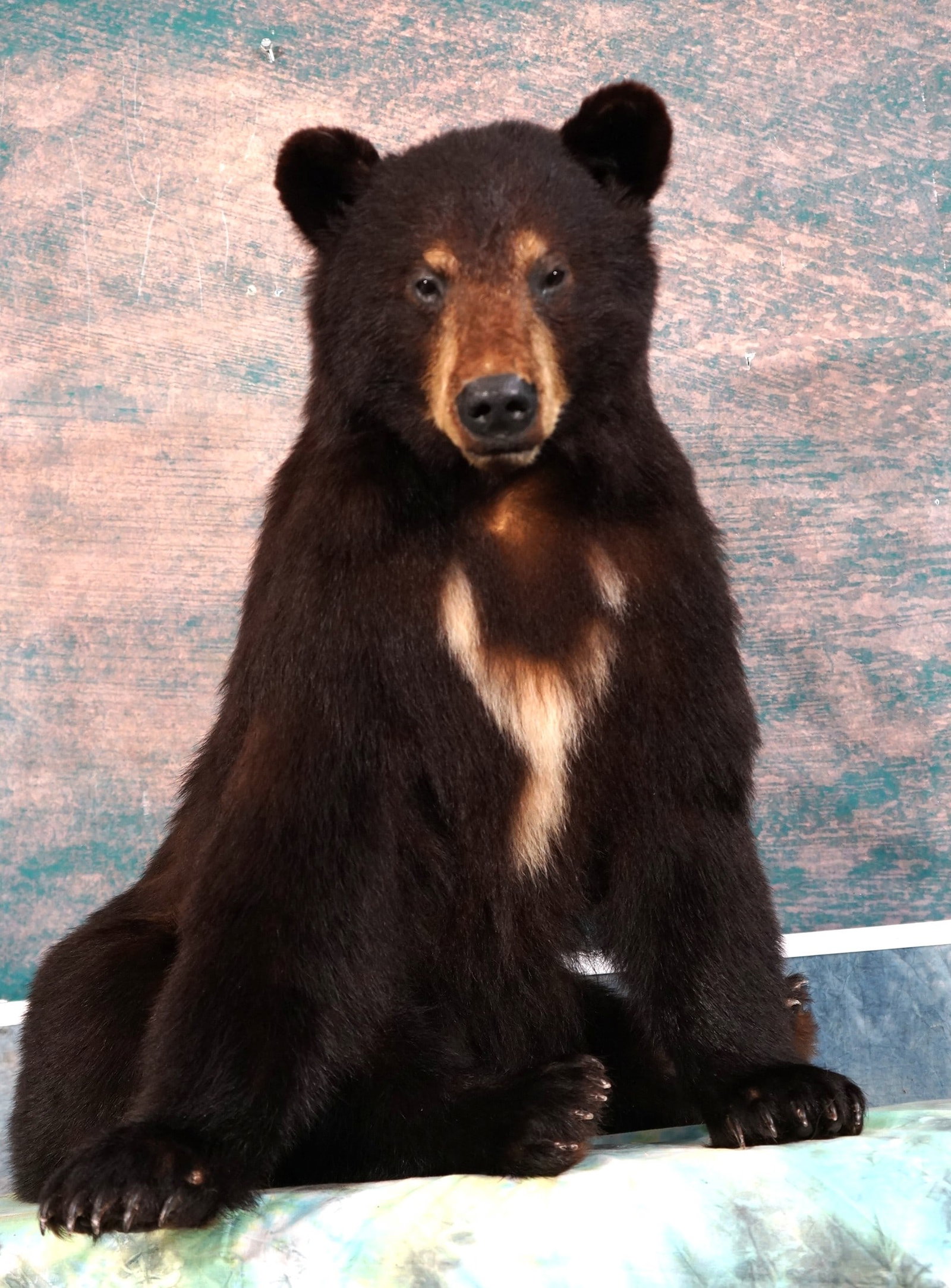 Quality Black Bear Full Body Mount Taxidermy Mount: This mount is clean and in mint-like condition. This is not a large Black Bear, but he is very lifelike with a good natural pose. The Bear has great expression, and the taxidermy quality is outstandin