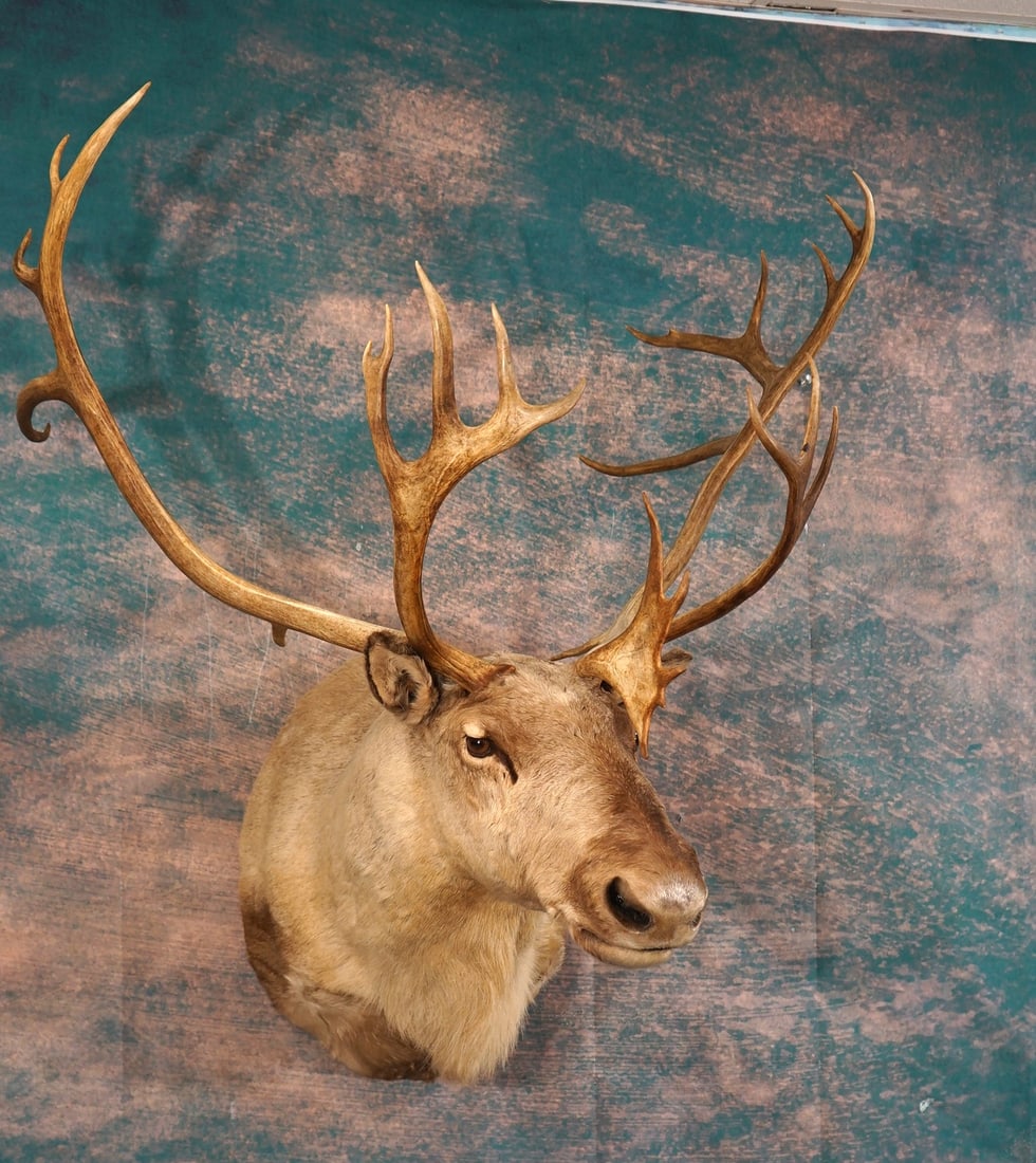 Barren Ground Caribou Shoulder Taxidermy Mount (1 of 3)