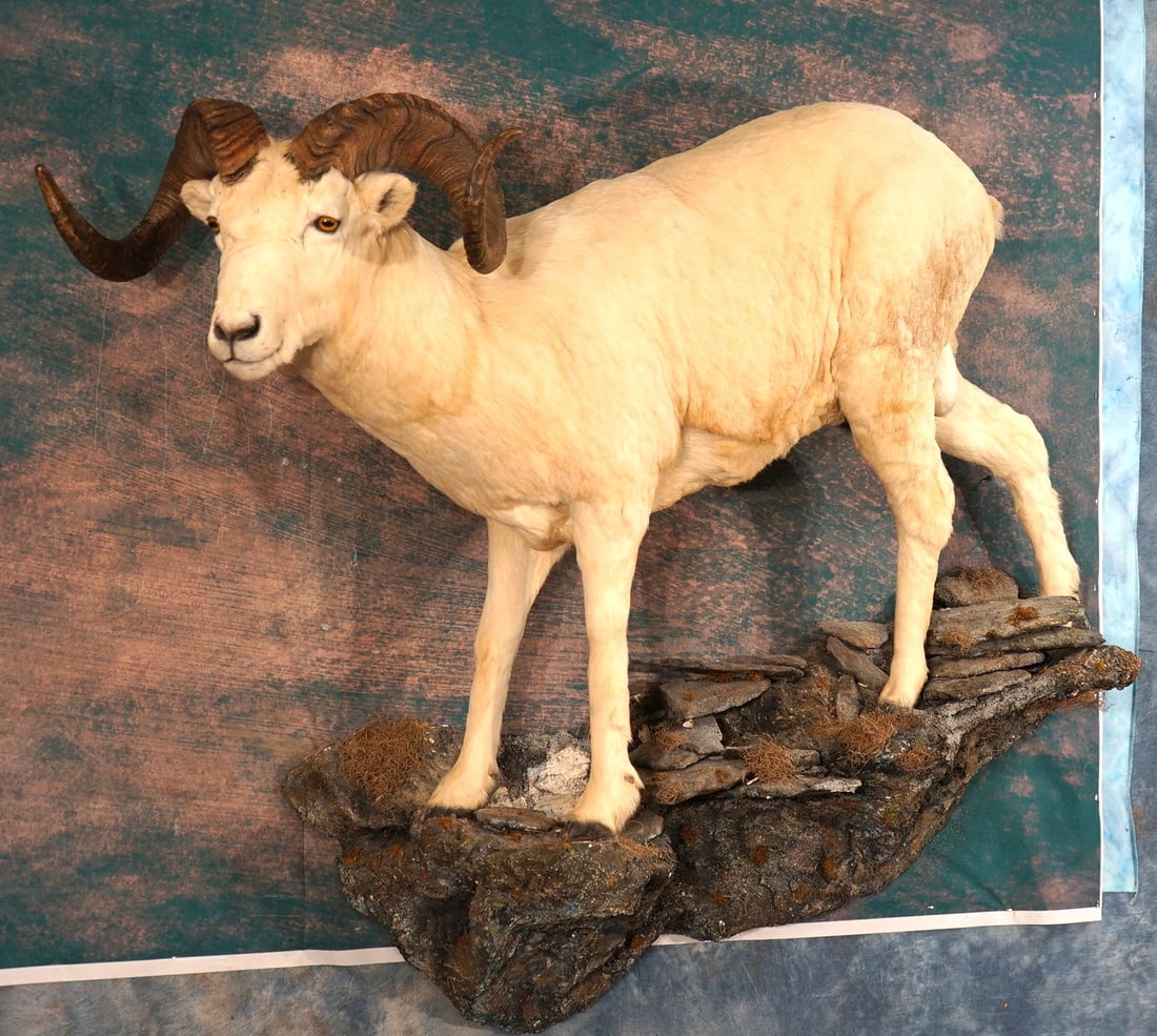Alaskan Dall Sheep Full Body Taxidermy Ram Mount in Habitat: This mount is clean and in excellent condition. The mount is in a natural pose and quite lifelike. The Ram has better than average size horns with excellent quality taxidermy. This one grades a very n