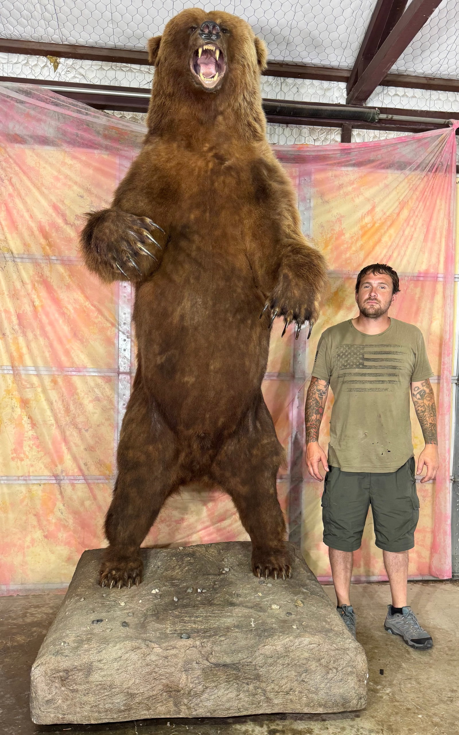 Awesome Alaskan Brown Bear Standing Full Body Taxidermy Mount: This Bear is clean and in excellent condition. The mount has an aggressive and lifelike pose. The hair quality is very good and this Bear has no rubs. The taxidermy quality is excellent, and the mount