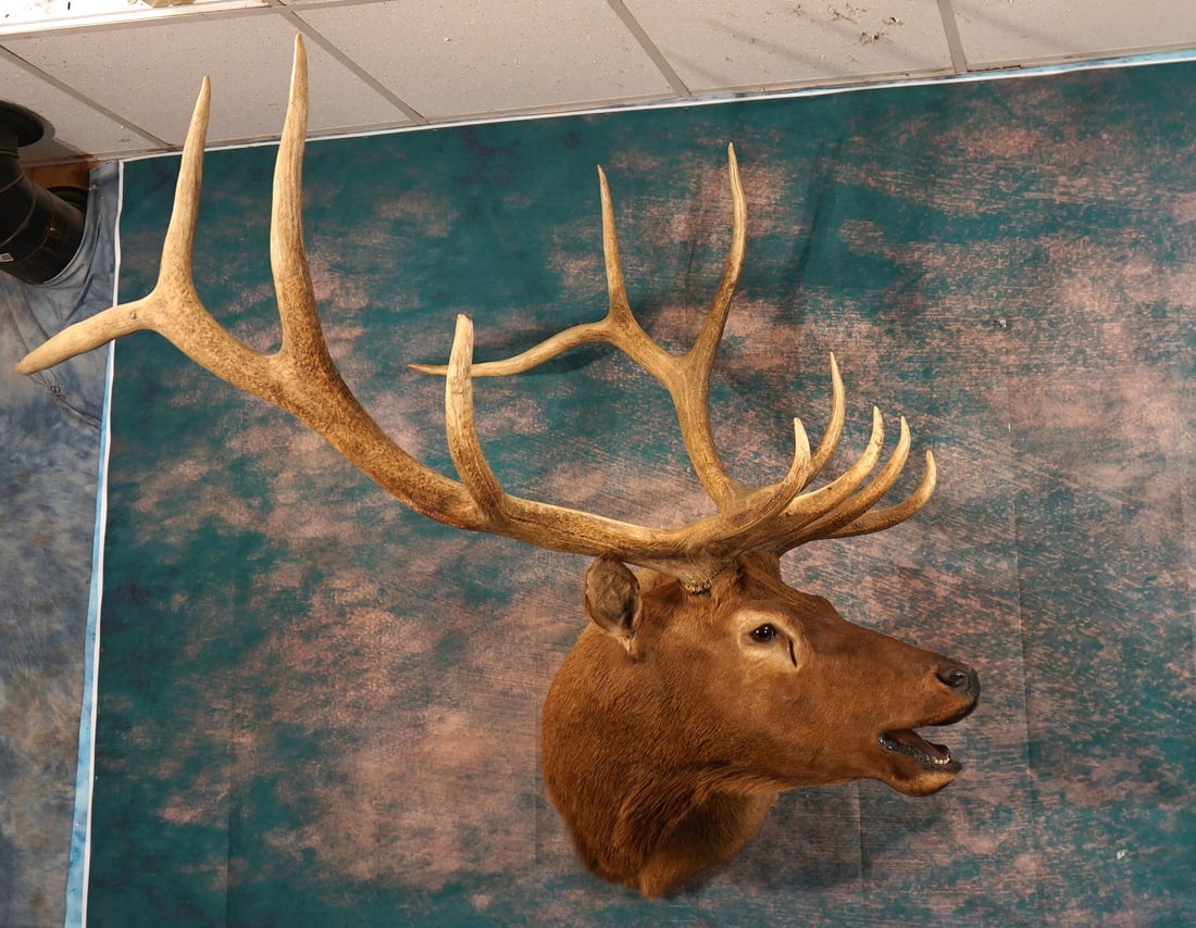Bugling 6 x 6 360 gross Elk Shoulder Taxidermy Mount: This mount is clean and it is in mint-like condition. The big Bull is lifelike with great expression. The taxidermy quality is outstanding, and this Elk grades a solid 10.