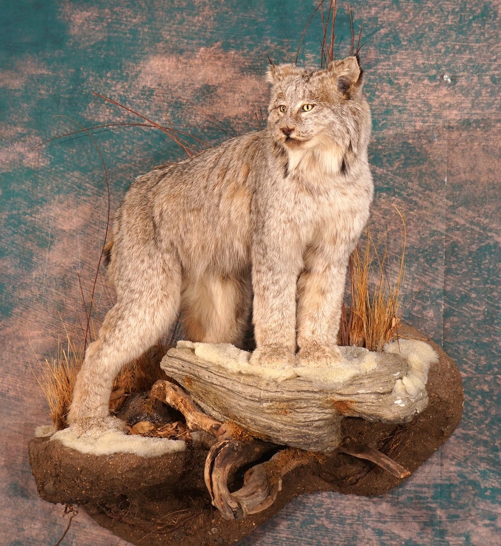 Gorgeous Canadian Lynx Full Body Taxidermy Mount in Natural Habitat: This mount is clean and in excellent condition. The Lynx as well as the habitat are very lifelike. The mount has excellent quality taxidermy, and this mount grades a very high 9.5.