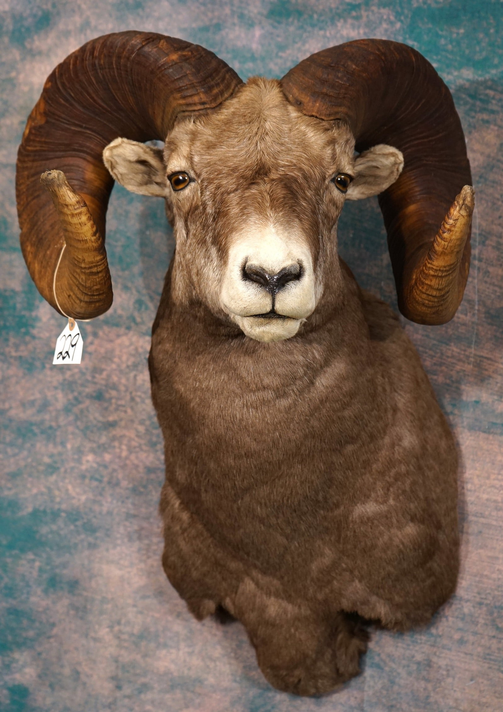 182 5/8 net All Time Boone & Crockett Rocky Mountain Bighorn Sheep Shoulder Taxidermy Ram Mount: This mount is clean and it is in mint-like condition. This huge Ram gross scores 184 3/8", and nets 182 5/8" making the All Time Boone & Crockett Record Book. The taxidermy quality is outstanding, and