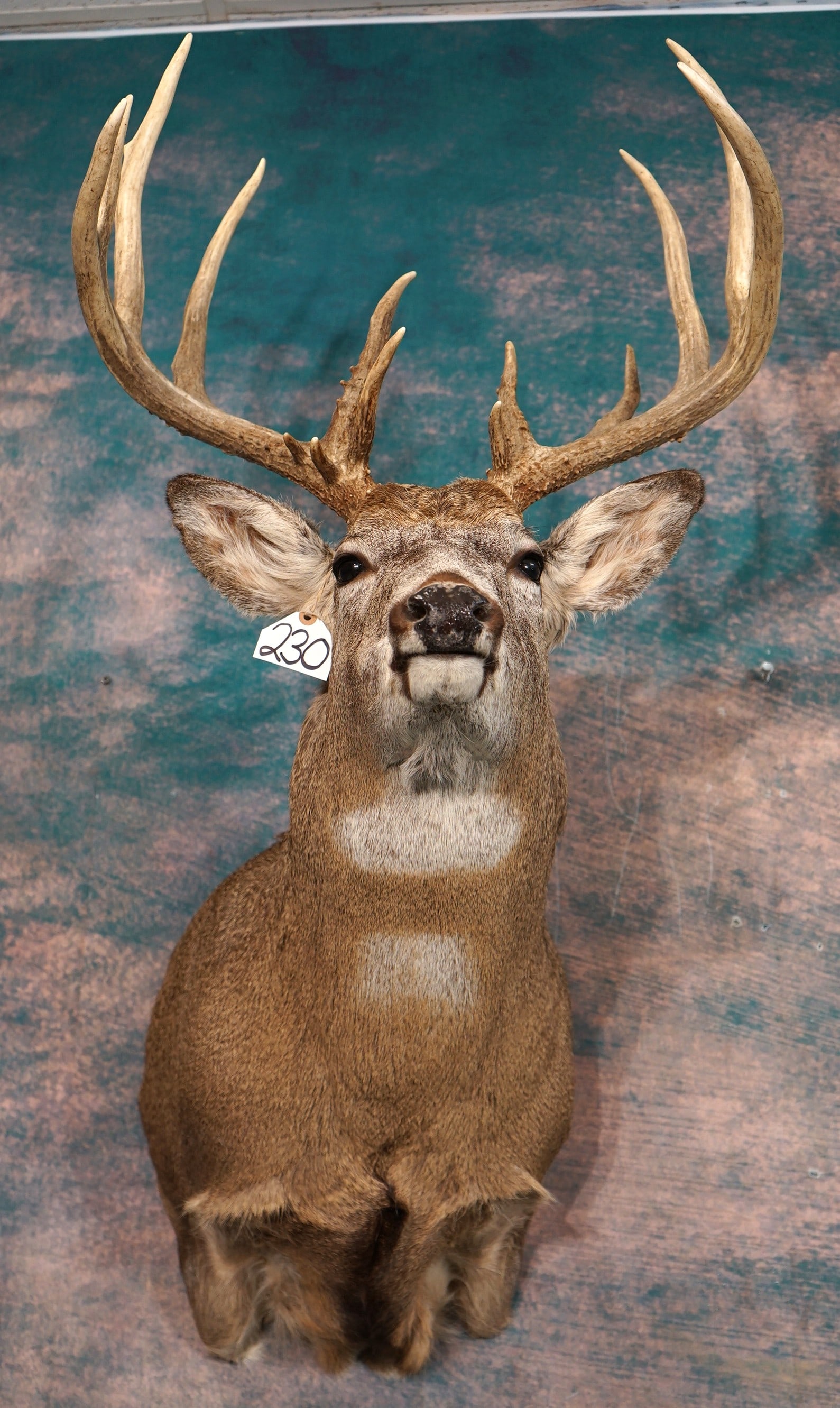 170+ gross 15pt. Whitetail Deer Shoulder Taxidermy Mount: This mount is clean and it is in excellent condition. The Buck has a double white patch on his throat. This Deer is lifelike with good expression. The taxidermy quality is excellent, and this mount gr