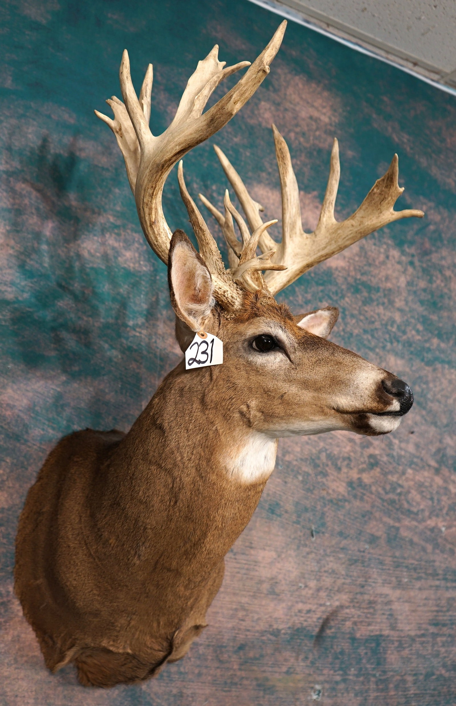 222 7/8" gross 27pt. Whitetail Deer Shoulder Taxidermy Mount: This is a clean mount in mint-like condition. The Buck has an alert look, and this is a very lifelike mount. The Buck is a 17 x 10 point. His H-1's measure 7" x 5" bases. The quality of the taxidermy 
