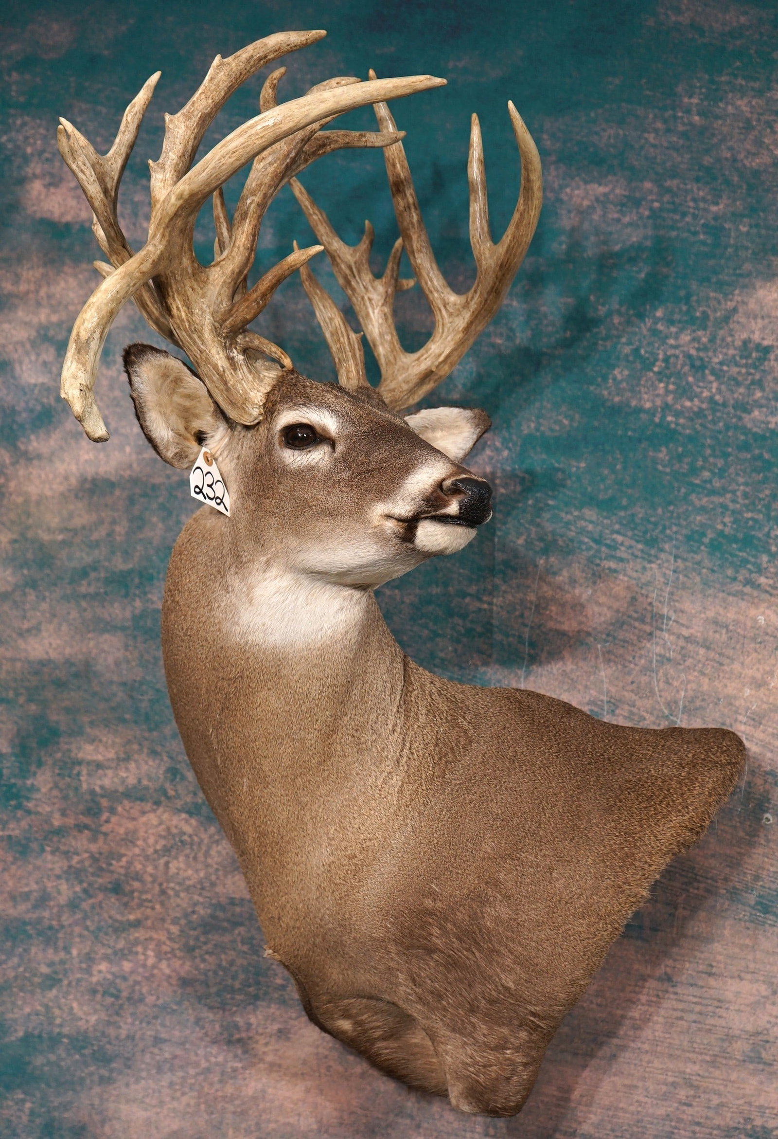 236 4/8" gross 26pt. Whitetail Deer Shoulder Taxidermy Mount (1 of 5)