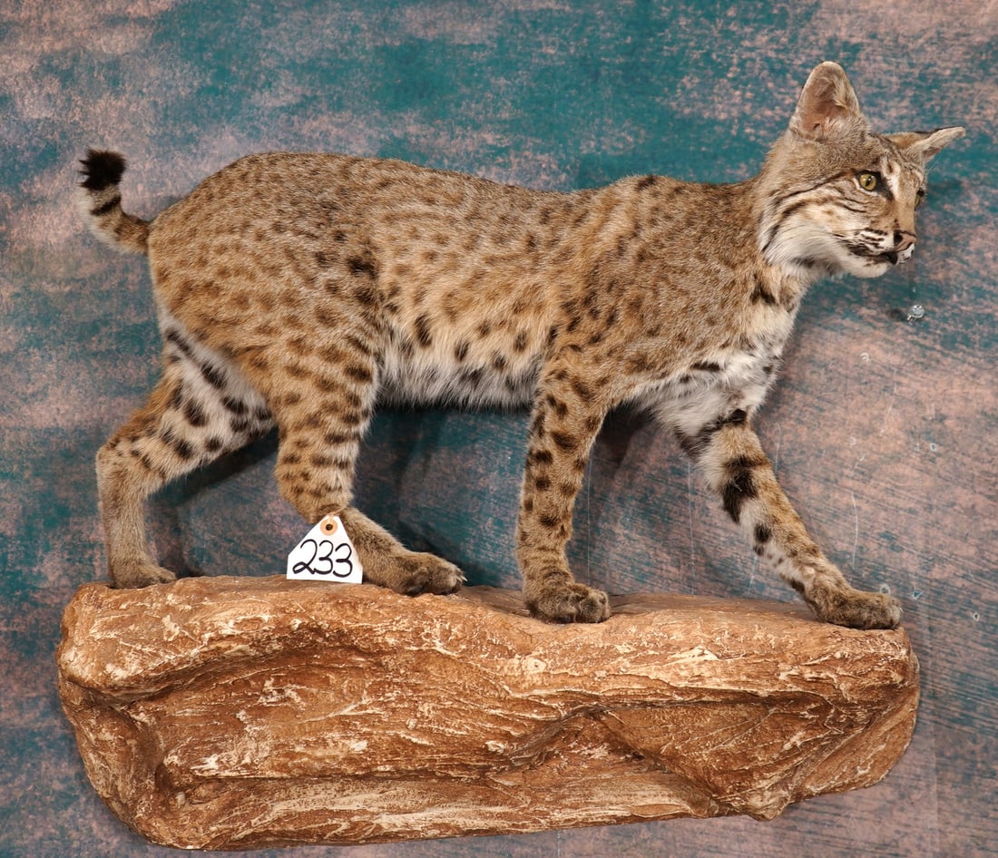 Very Nice Texas Bobcat Full Body Taxidermy Mount: This mount is clean and it is in excellent condition. The Bobcat has a natural appearance with good expression. The base work is very good also. The quality of the taxidermy grades a solid 10.