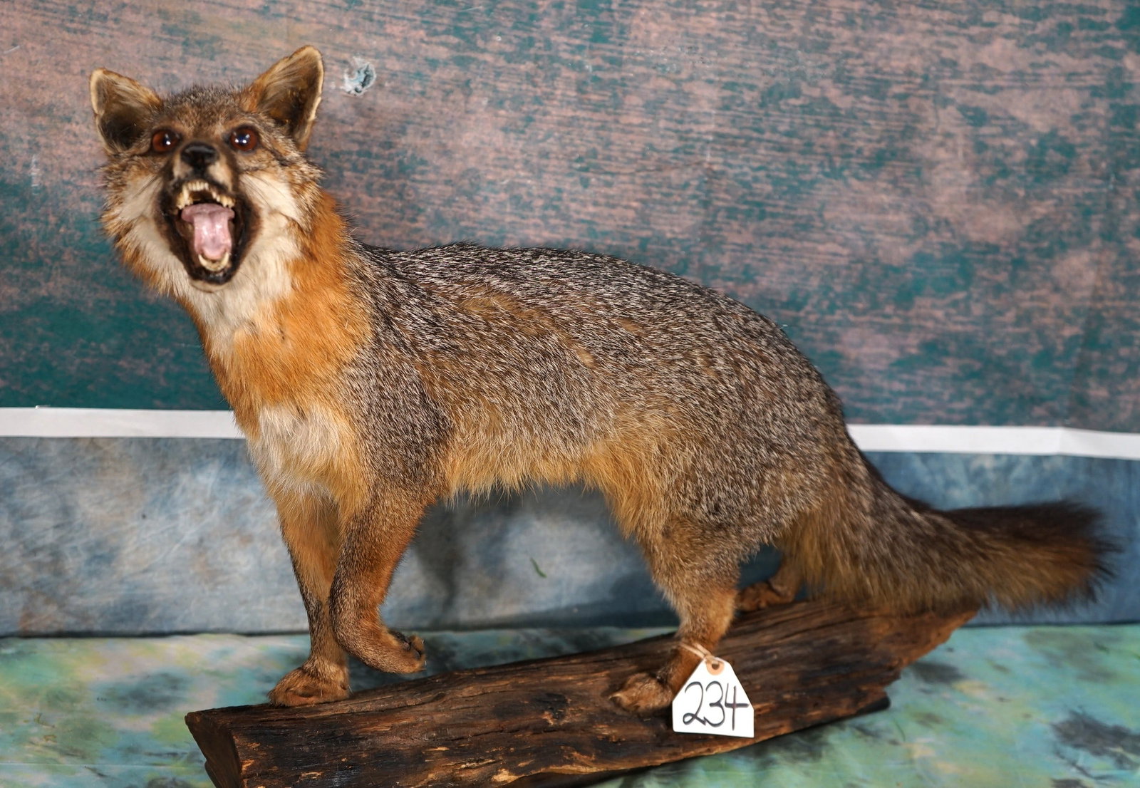 Gray Fox Full Body Taxidermy Mount (1 of 4)