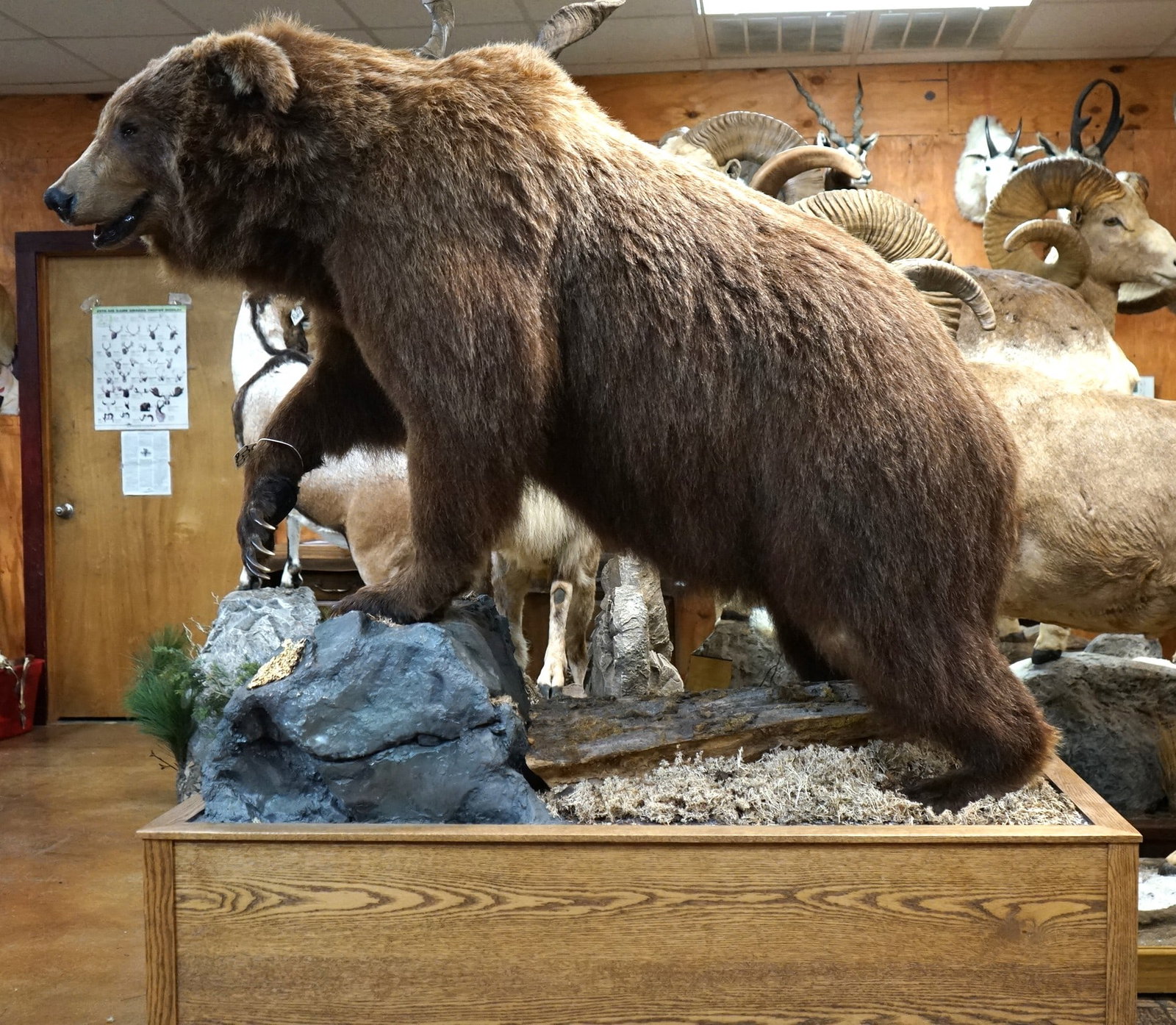 Beautiful Interior Grizzly Bear Full Body Taxidermy Mount: This mount is clean, and it is in mint-like condition. The Bear squared about 7 feet 4" in the field. The Grizz is in a relaxed and natural pose. The habitat base was very well made, and this Bear is 