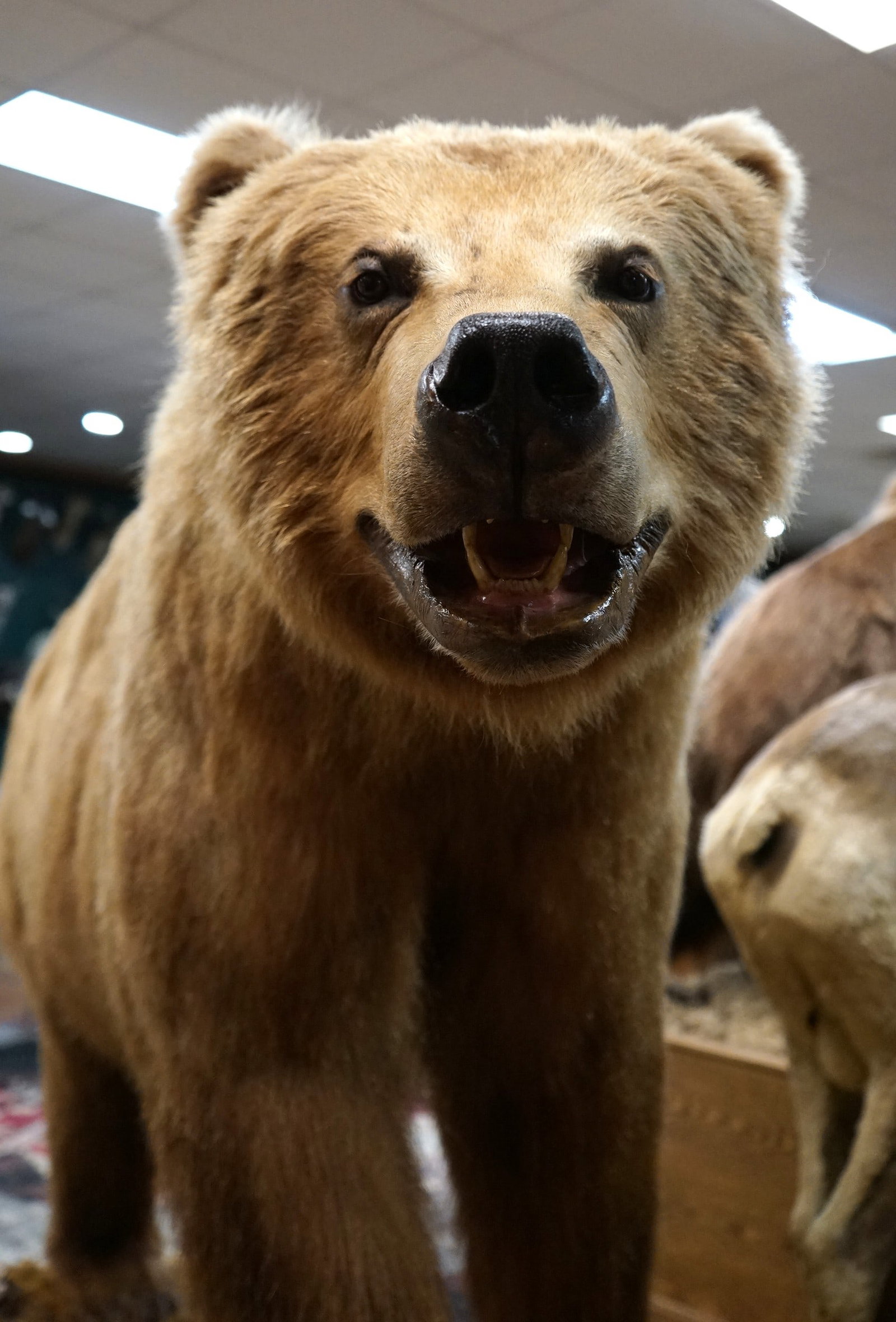 Golden Brown Alaskan Coastal Brown Bear Full Body Taxidermy Mount: This mount is clean and it is in excellent condition. This Bear squared 8 feet 4" in the field. The mount is lifelike with good expression. This Bear has no rubs and probably ate more than just a few 