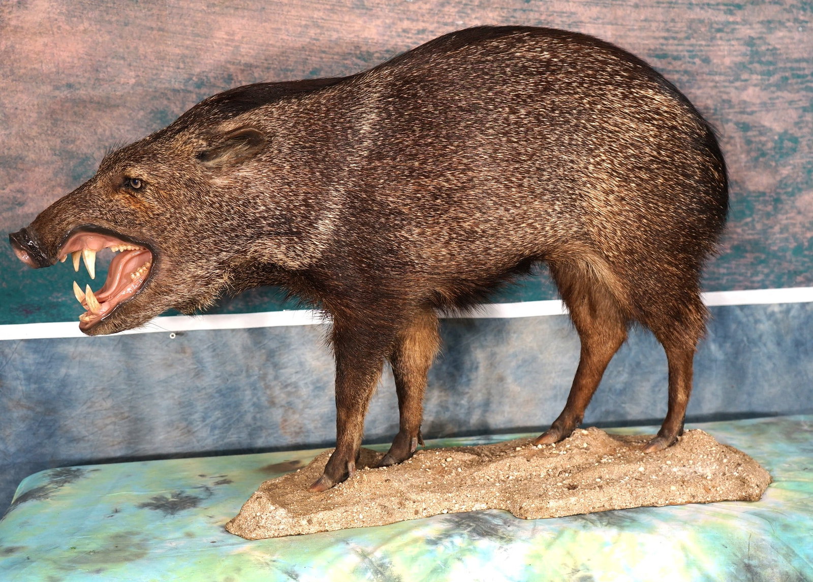 Javelina "Collared Peccary " Full Body Taxidermy Mount: This mount is clean and in excellent condition. The quality of the taxidermy grades a good solid 9.