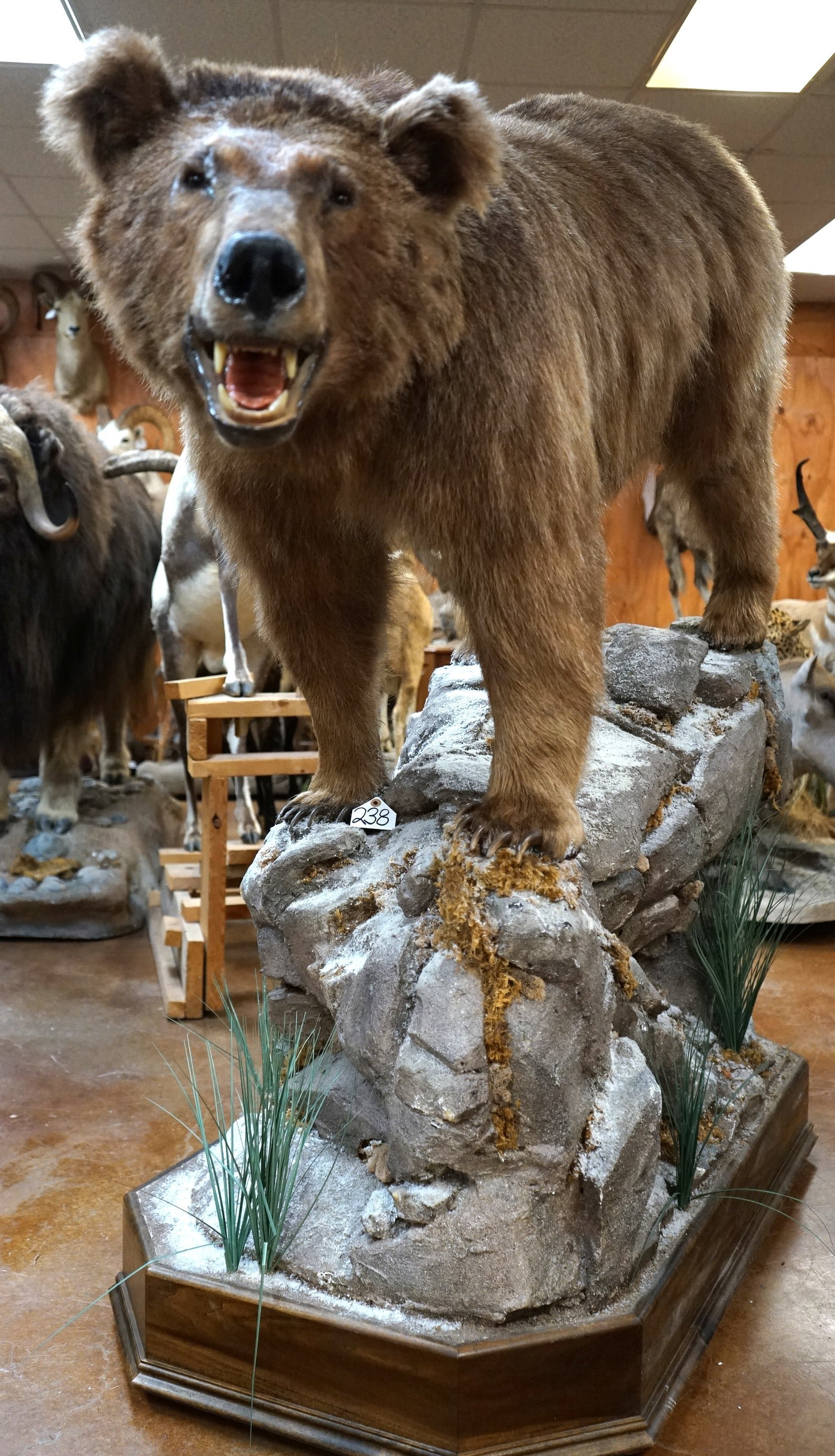 Eurasian Brown Bear from Turkey Full Body Taxidermy Mount in Natural Habitat (1 of 4)