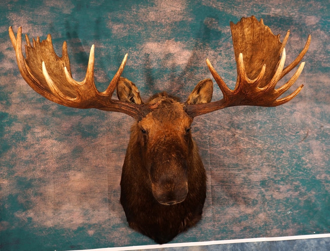 62 1/2" Alaskan Moose Shoulder Taxidermy Mount (1 of 5)