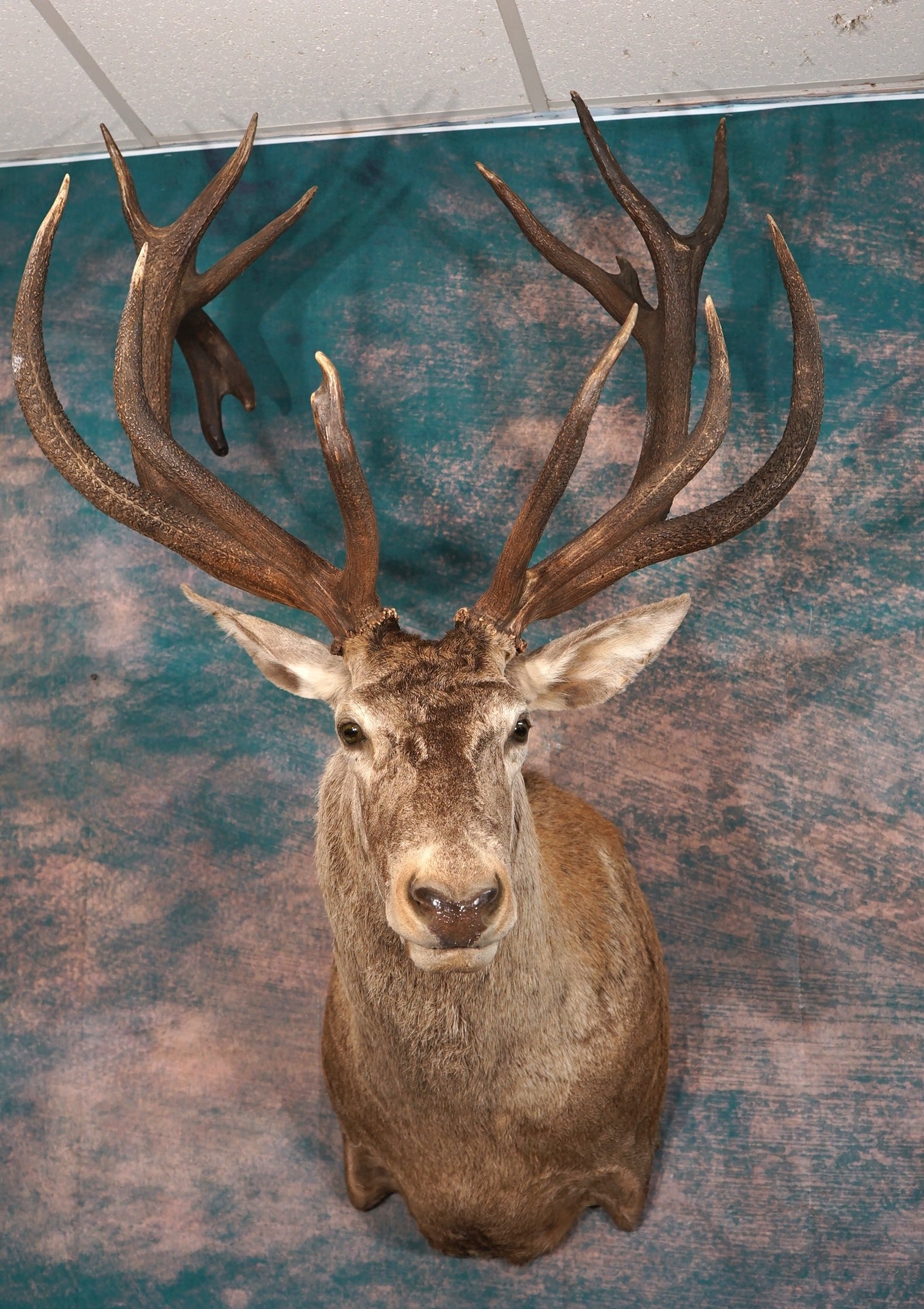 Beautiful 8 x 9 Maral Red Stag Shoulder Taxidermy Mount (1 of 3)