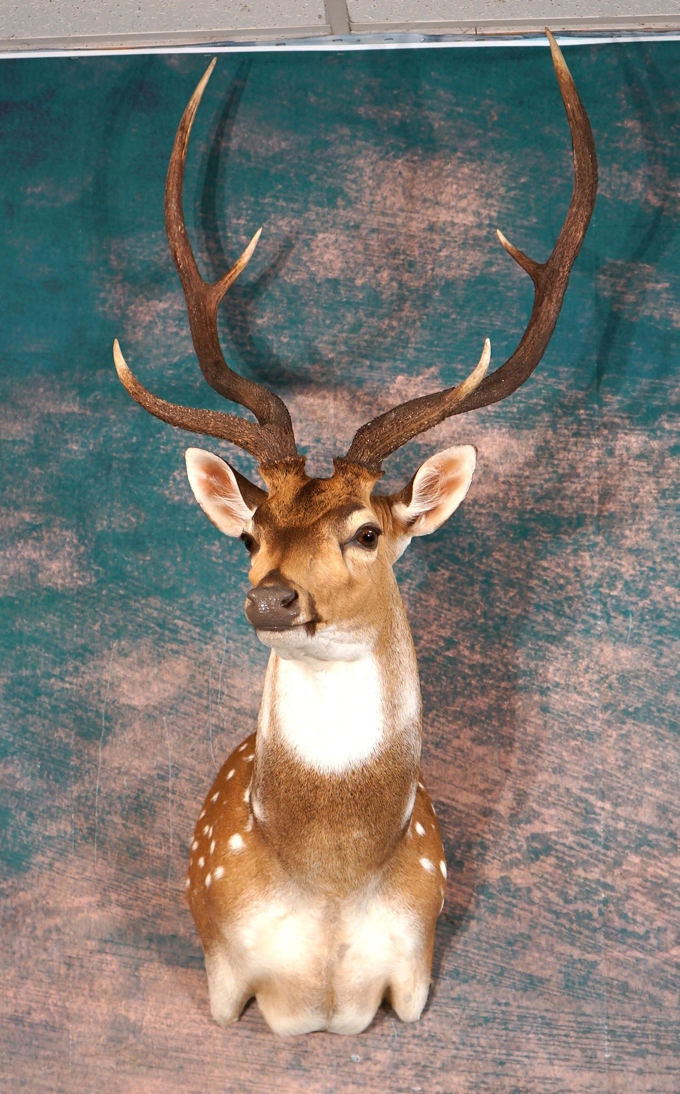 Beautiful Axis Deer Shoulder Trophy Taxidermy Mount: This mount is clean and in mint condition. This Axis Buck has a majestic look to him. The taxidermy quality is outstanding and this mount is a solid grade 10.