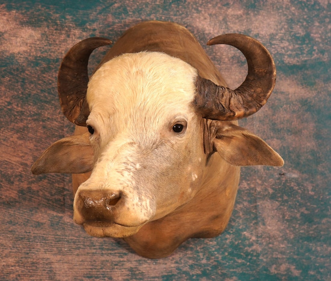 Blond Colored South American Water Buffalo Shoulder Taxidermy Mount: This mount is clean and in excellent condition. The mount has a natural lifelike appearance with good detail. The taxidermy quality is excellent, and this mount grades a high 9.25.