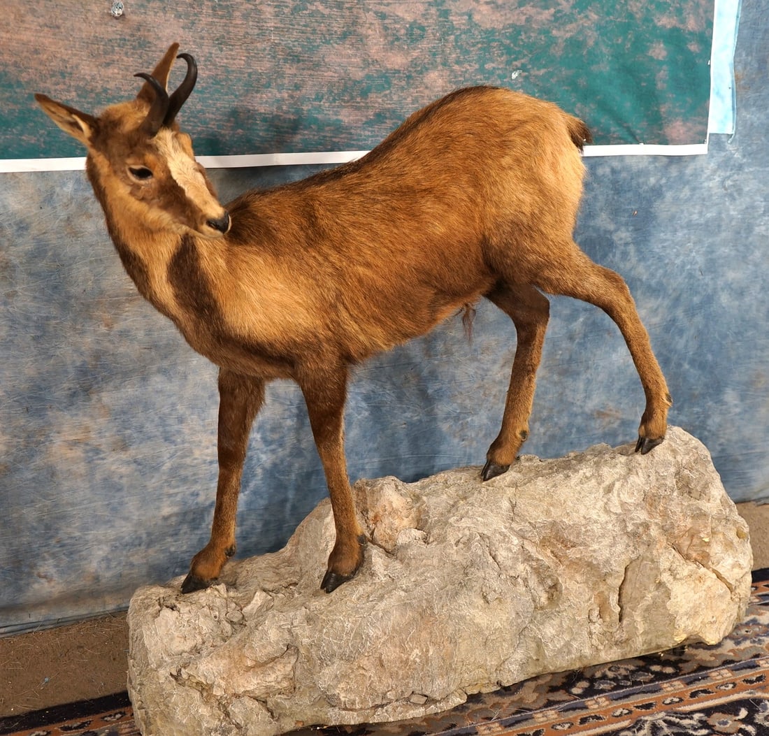 Pyrenean Chamois Full Body Taxidermy Mount: This mount is clean and in excellent condition. The mount has a good natural pose with lifelike appearance. The taxidermy quality is excellent, and this mount grades a high 8.75.