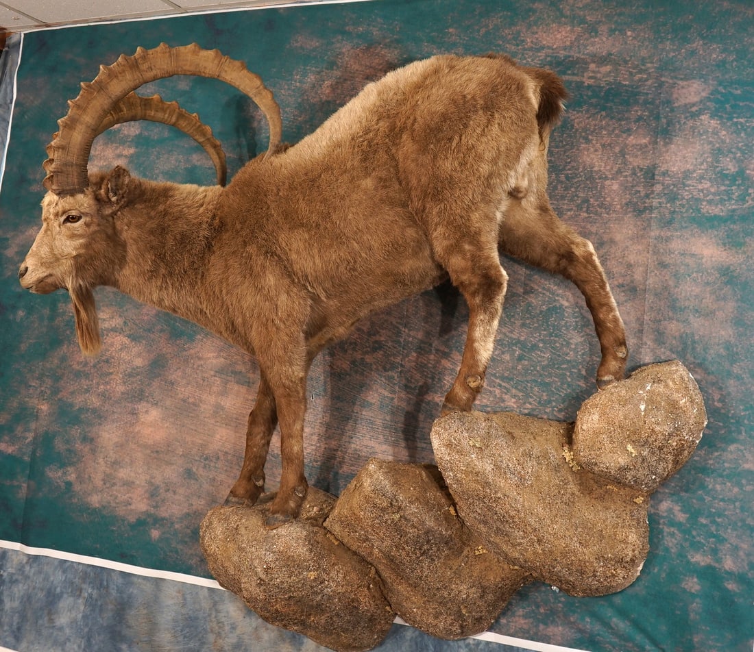 Siberian Ibex Full Body Wall Taxidermy Mount in Natural Habitat: This mount is clean and it is in mint-like condition. The taxidermy quality is excellent, as well as the habitat base work. This is a beautiful majestic high Mountain animal. This trophy grades a very