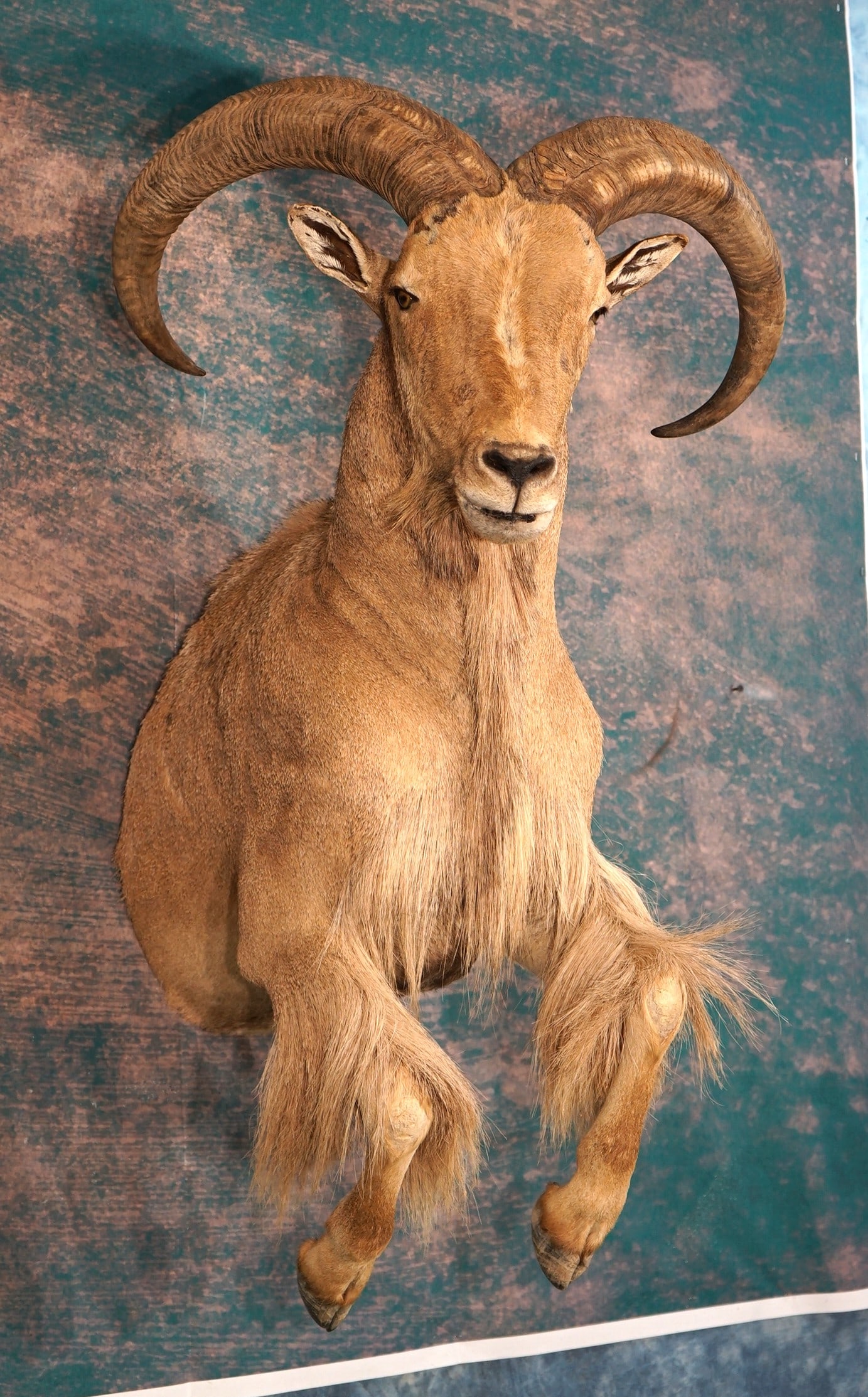Half Body Aoudad Sheep Taxidermy Trophy Ram Mount (1 of 3)