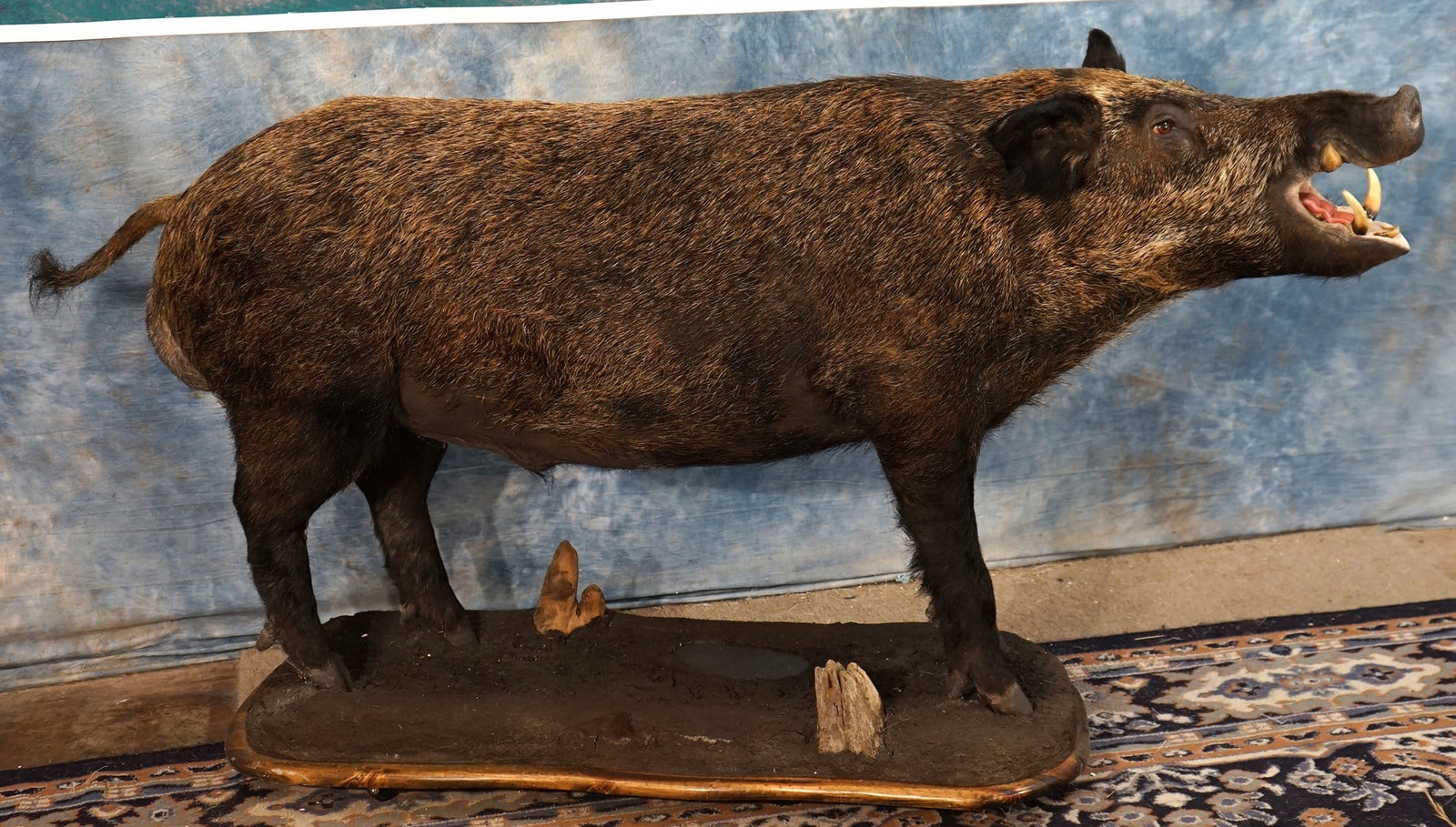 Russian Boar Full Body Taxidermy Mount in Natural Habitat: This is a clean mount that is in excellent condition. This mount has very good detail, and the taxidermy quality is excellent.