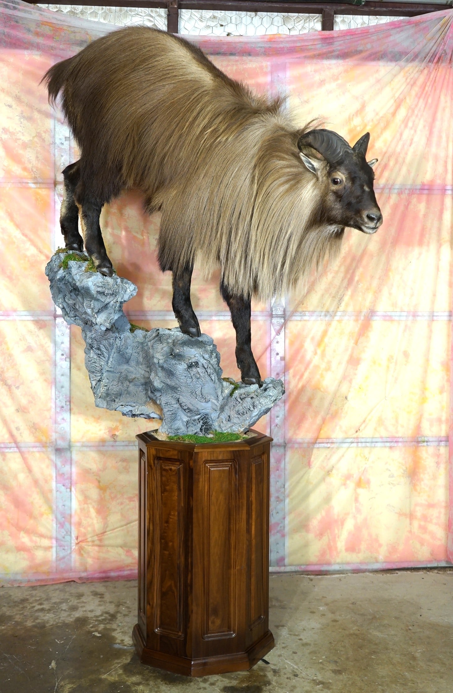 Beautiful Himalayan Tahr Full Body Taxidermy Mount in Natural Habitat: This mount is clean and it is in mint-like condition. This is a mature Bull Tahr with good size horns. The base work and habitat are outstanding, and this mount grades a perfect 10+.