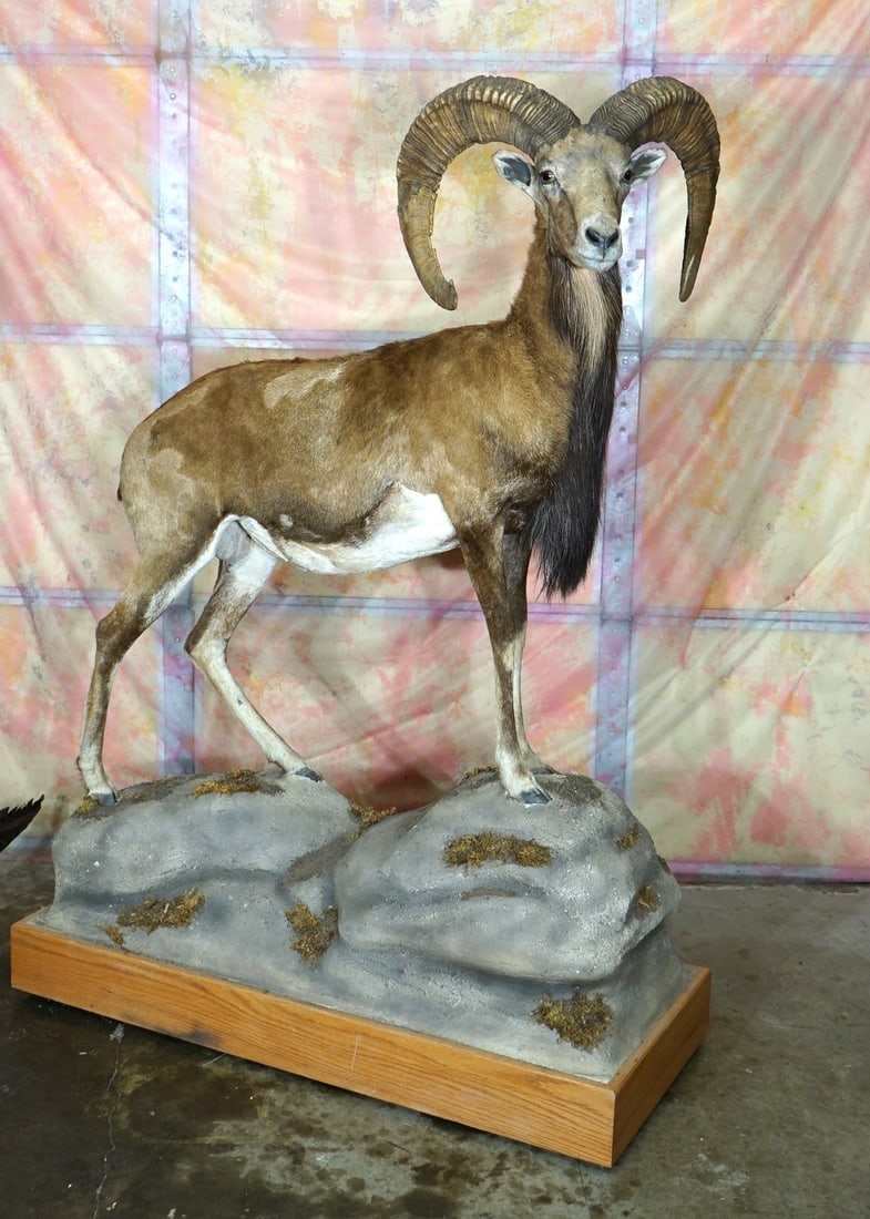 Transcaspian Urial & European Mouflon Sheep Cross Full Body Taxidermy Mount: This is a clean mount that is in excellent condition. The Ram has a regal look, and excellent detail. The habitat base is well done. The taxidermy quality is outstanding, and this mount is a solid 10.