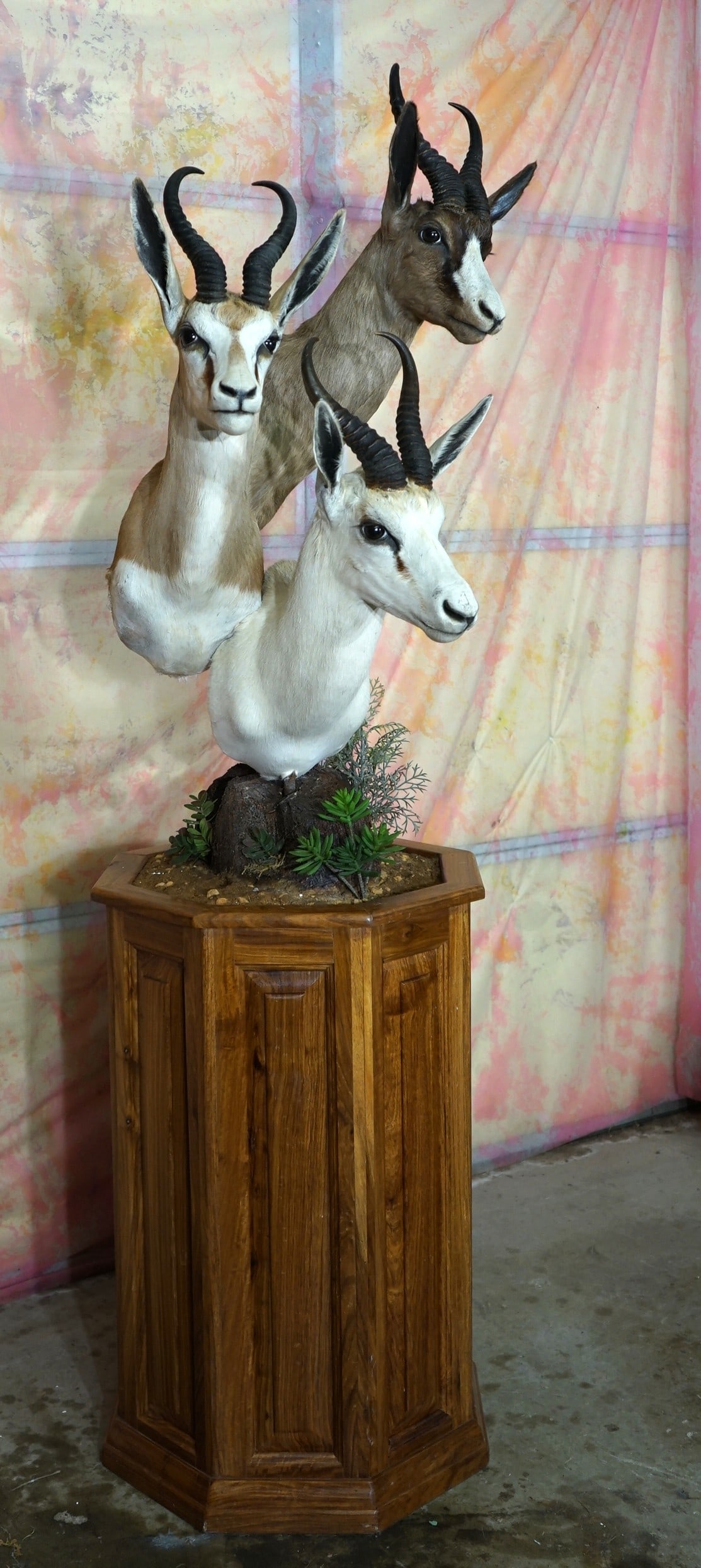 South African Trio of Springbuck Gazelles Shoulder Taxidermy Pedestal Mount: These mounts are clean and they are in excellent condition. The Springbucks are lifelike, and this is a solid grade 10 mount.