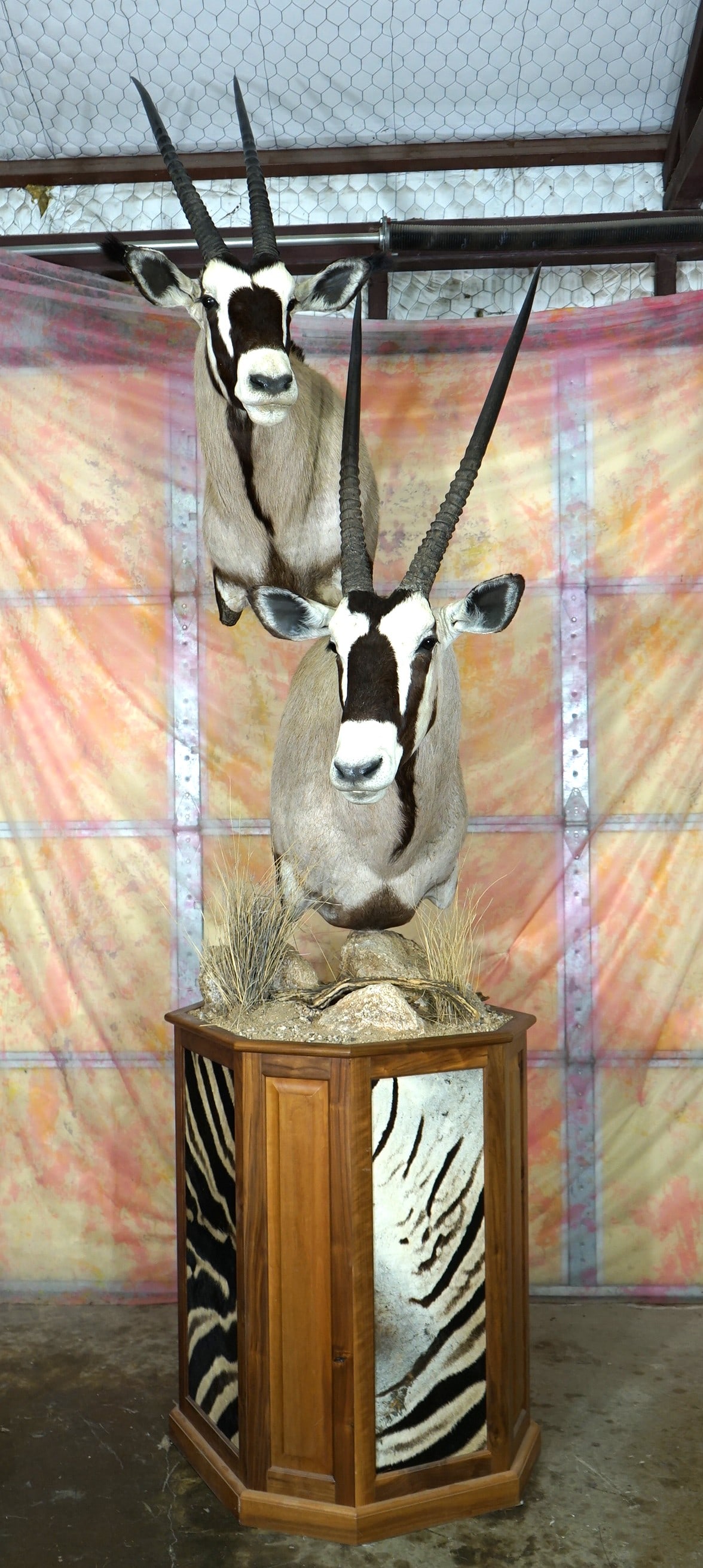 Pair of Kalahari Gemsbuck Shoulder Taxidermy Mounts on Floor Habitat Pedestal: These mounts are clean and excellent condition. The mounts are lifelike and the pedestal base work is excellent. The taxidermy quality is also excellent, and this mount grades a very high 9.85.