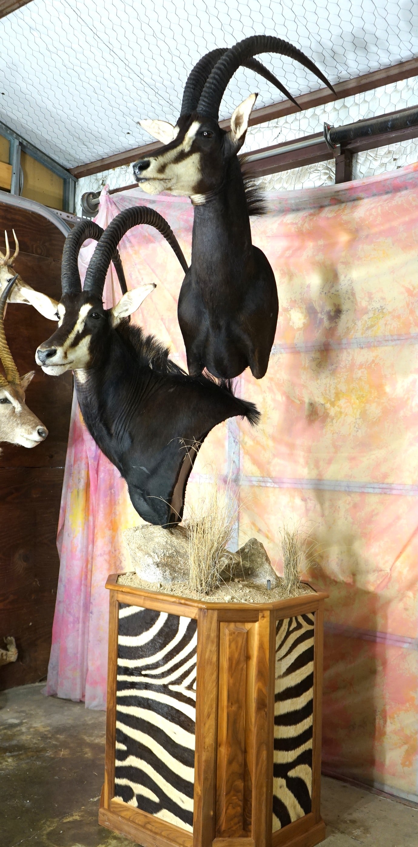 Beautiful Pair of Sable Antelopes Shoulder Taxidermy Mounts on Zebra Skin Pedestal (1 of 6)