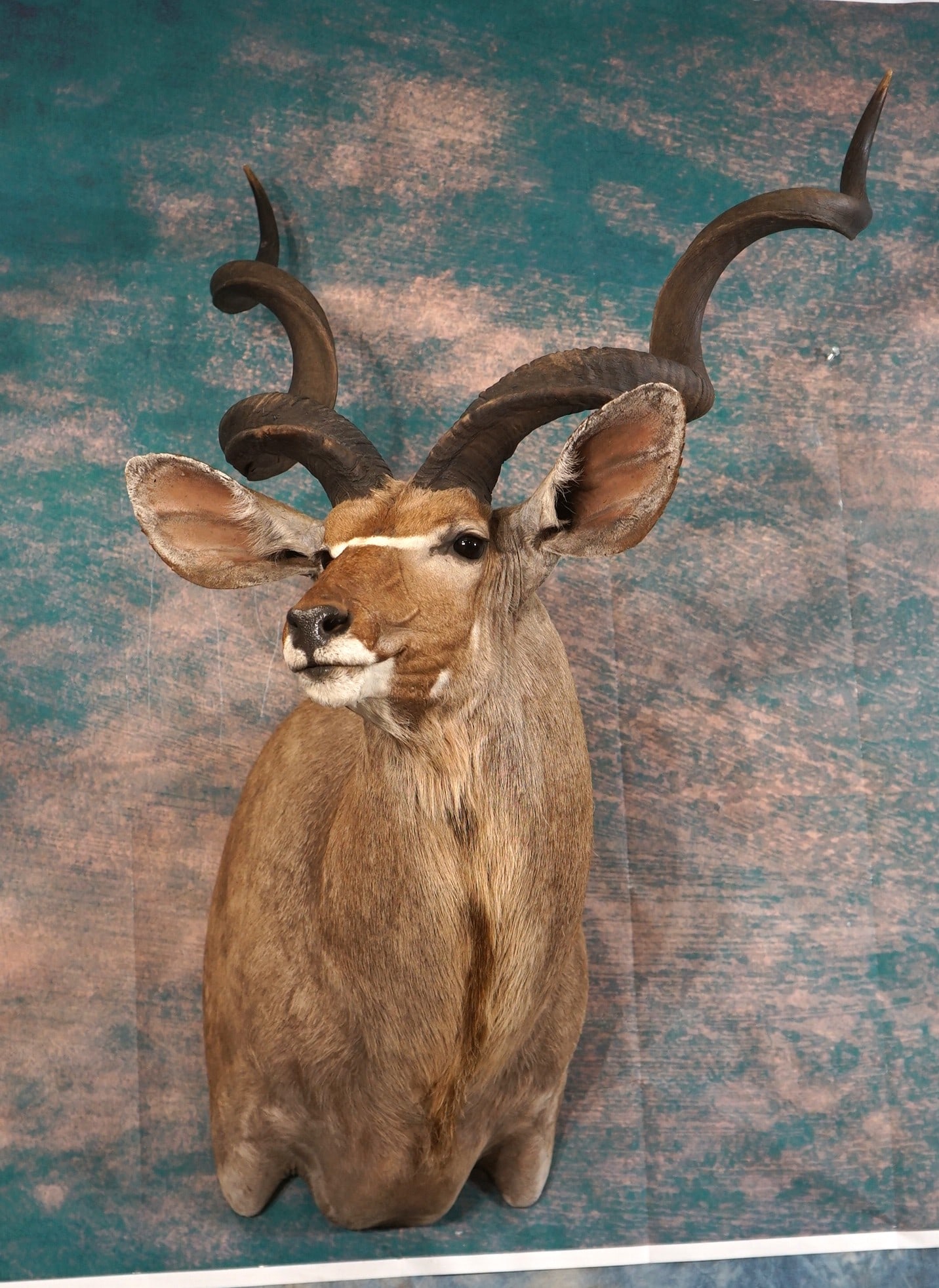 Beautiful Greater Kudu Shoulder Taxidermy Trophy Mount (1 of 3)