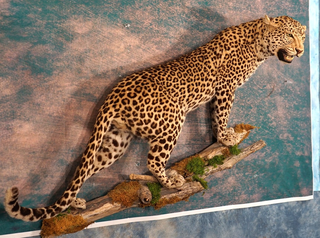 Beautiful African Leopard Full Body Taxidermy Mount in Habitat **TEXAS RESIDENTS ONLY!**: This mount is clean and in mint condition. The mount is very lifelike with great detail, and good expression. This is a good size mature male. The taxidermy quality is outstanding, and this mount is a